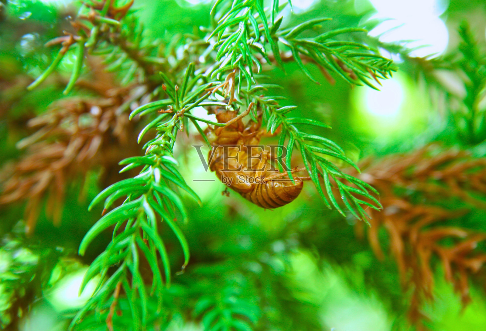 绿球果的松树枝，绿色植物上的蝉壳特写照片摄影图片