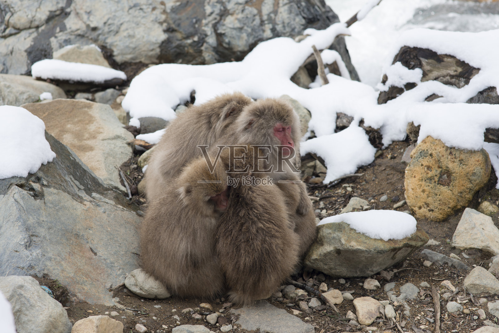 日本一个独特而迷人的旅游景点:被大自然包围的雪猴公园。照片摄影图片