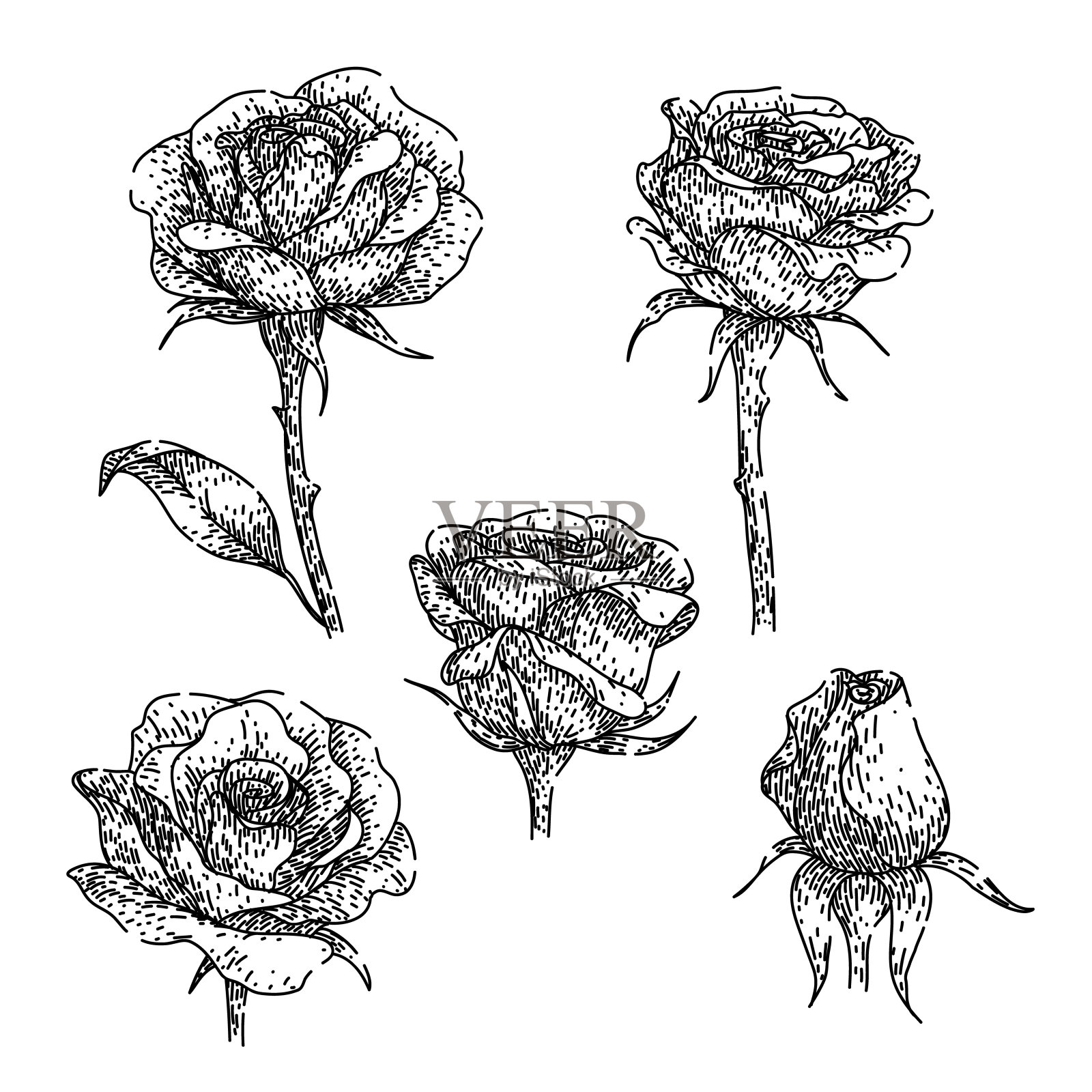 玫瑰花集素描手绘矢量插画图片素材