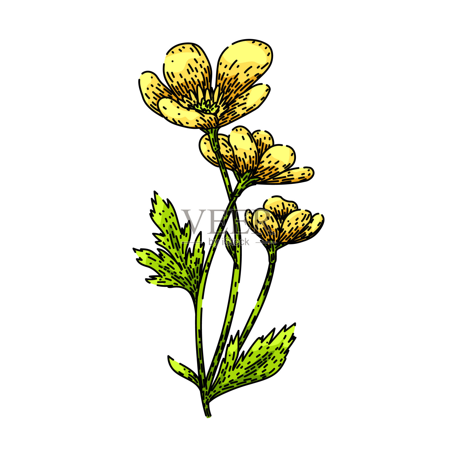 黄色毛茛素描手绘矢量插画图片素材