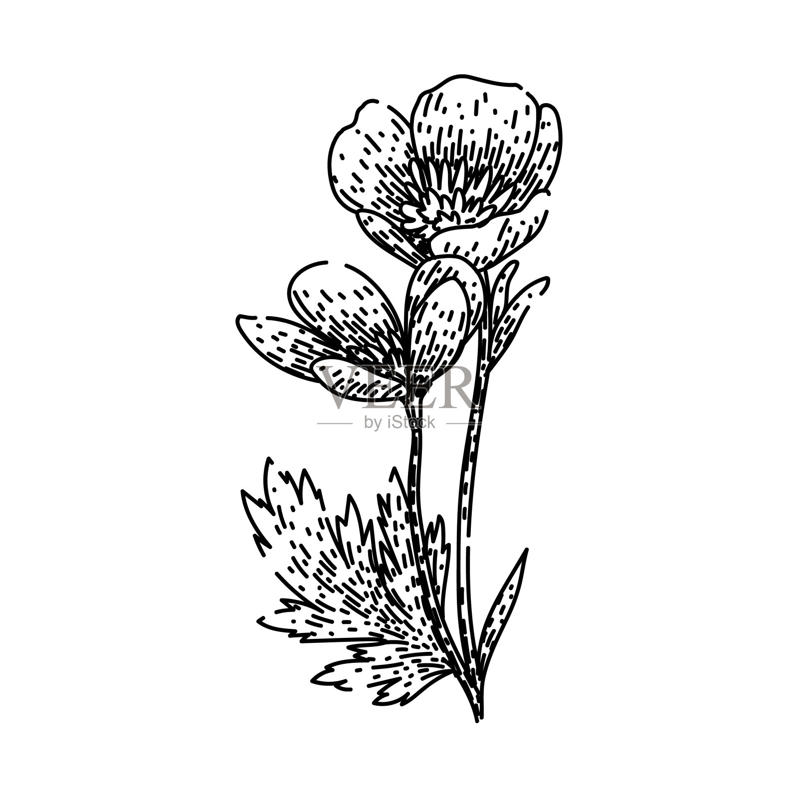野花毛茛素描手绘矢量插画图片素材