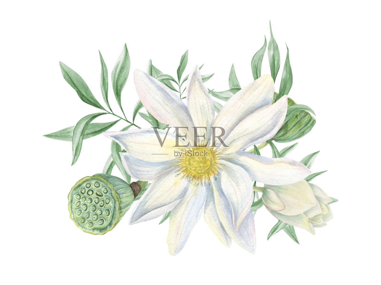 白莲花，嫩绿的叶子、籽头和花蕾。睡莲和桉树枝。优雅的插花。前视图。水彩孤立插图。婚礼祝福语插画图片素材