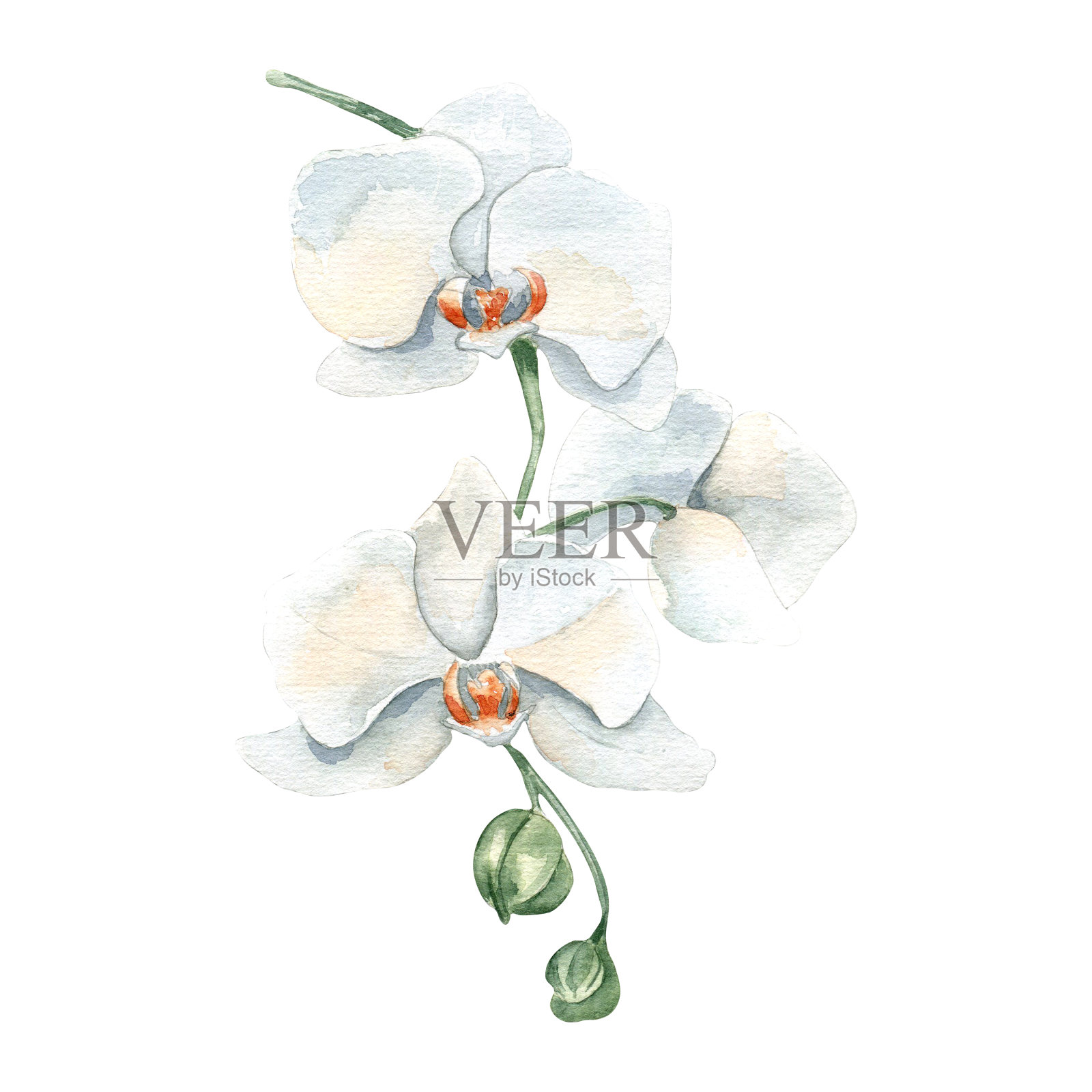 白色兰花与软绿色芽水彩孤立。白色的花在茎上手绘在柔和的颜色。精致的花卉插图画在植物素描风格的自然设计，婚礼。插画图片素材