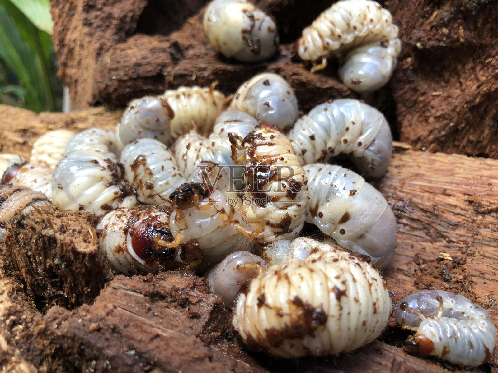 西米棕榈象甲，也被称为butod，是在腐烂的棕榈木上发现的，用来烹饪美味的传统菜肴照片摄影图片