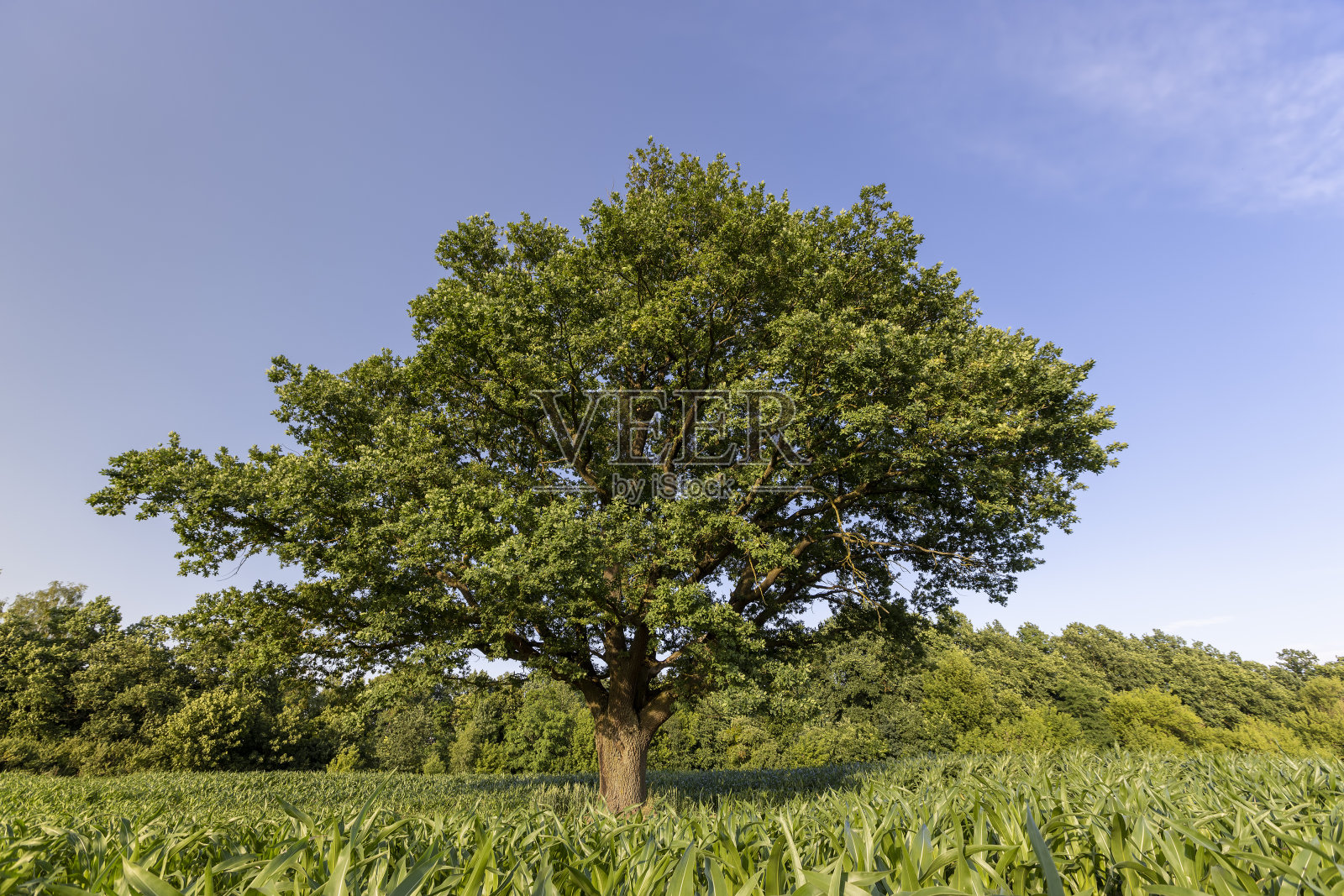 一棵孤零零的老橡树，长着又高又绿的玉米照片摄影图片