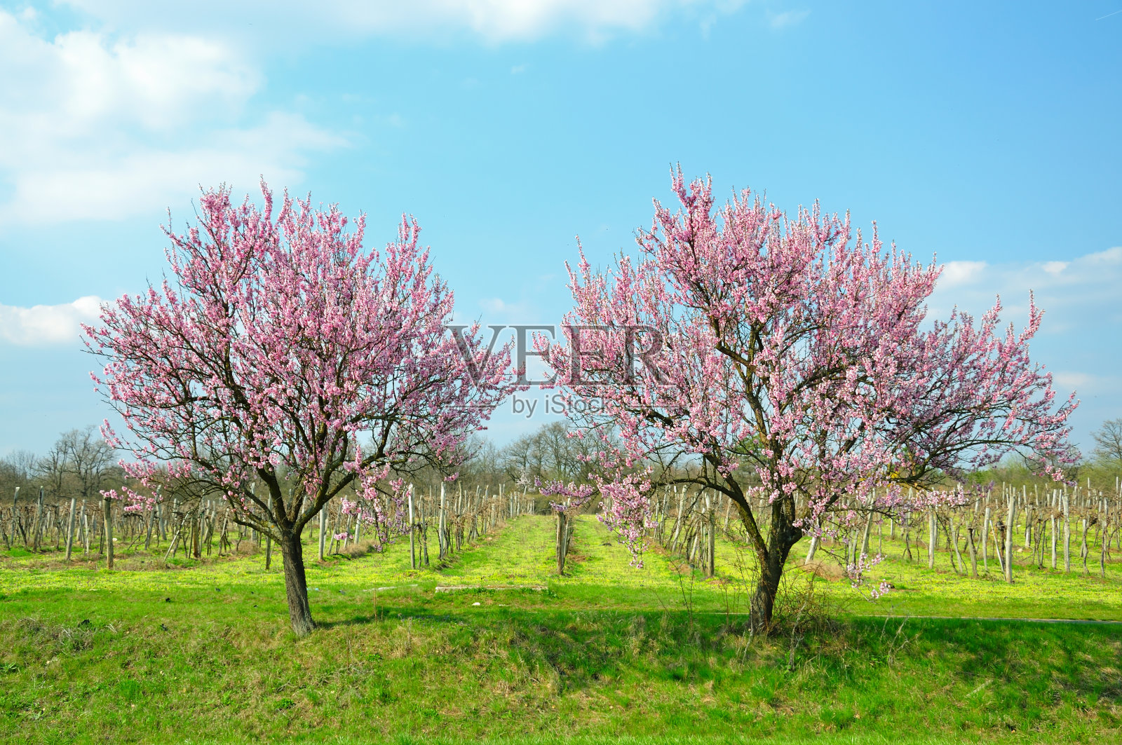 盛开是春天。照片摄影图片