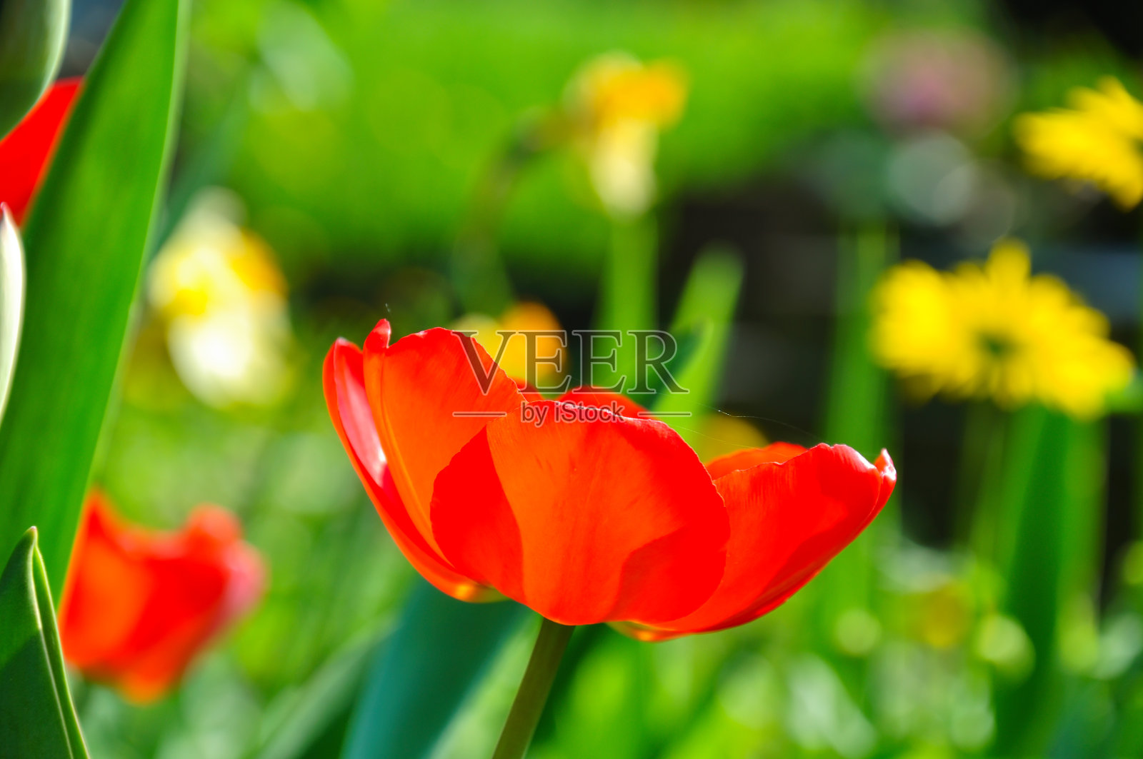 郁金香。照片摄影图片