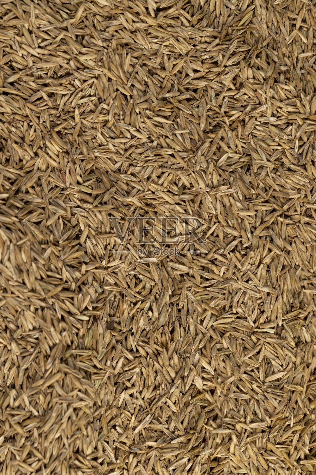 草坪用多年生草和一年生草的混合种子照片摄影图片