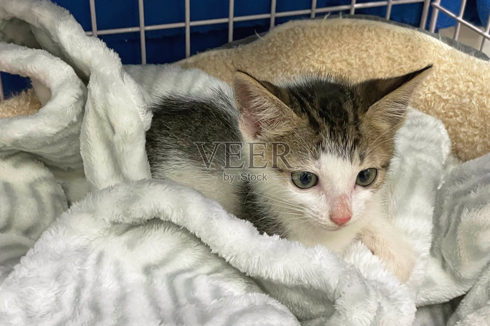 可爱的小猫睡在毛皮毯子上。快乐可爱的猫宠物的概念。国际猫日。照片摄影图片