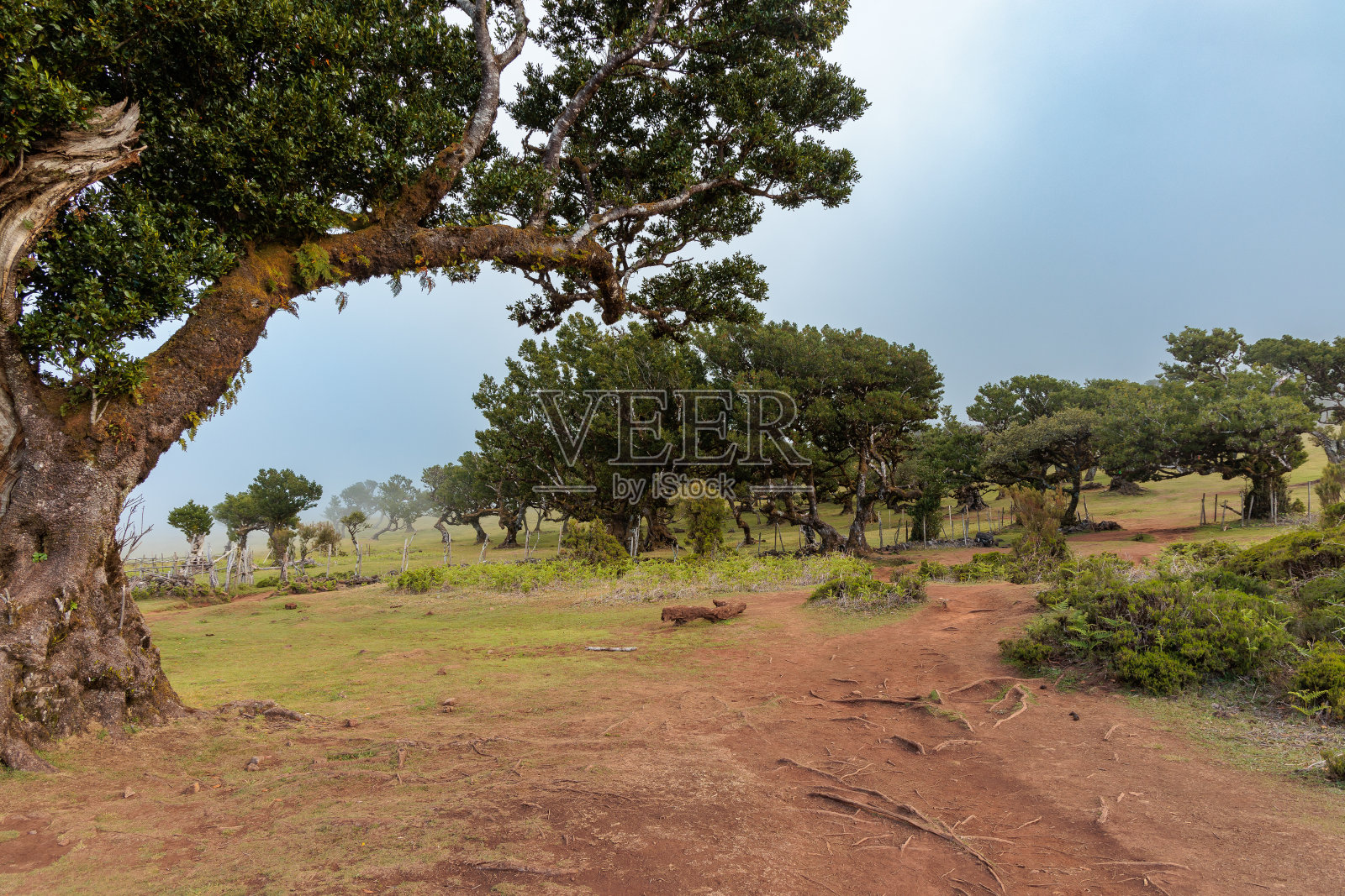 马德拉岛上神奇的法纳尔月桂森林照片摄影图片