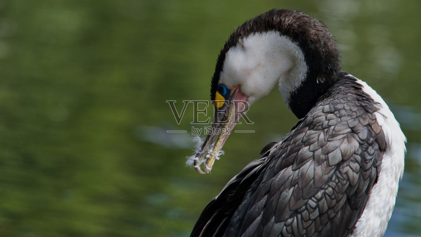 新西兰斑毛鸬鹚或鸬鹚(Phalacrocorax varius)在水边整理自己照片摄影图片