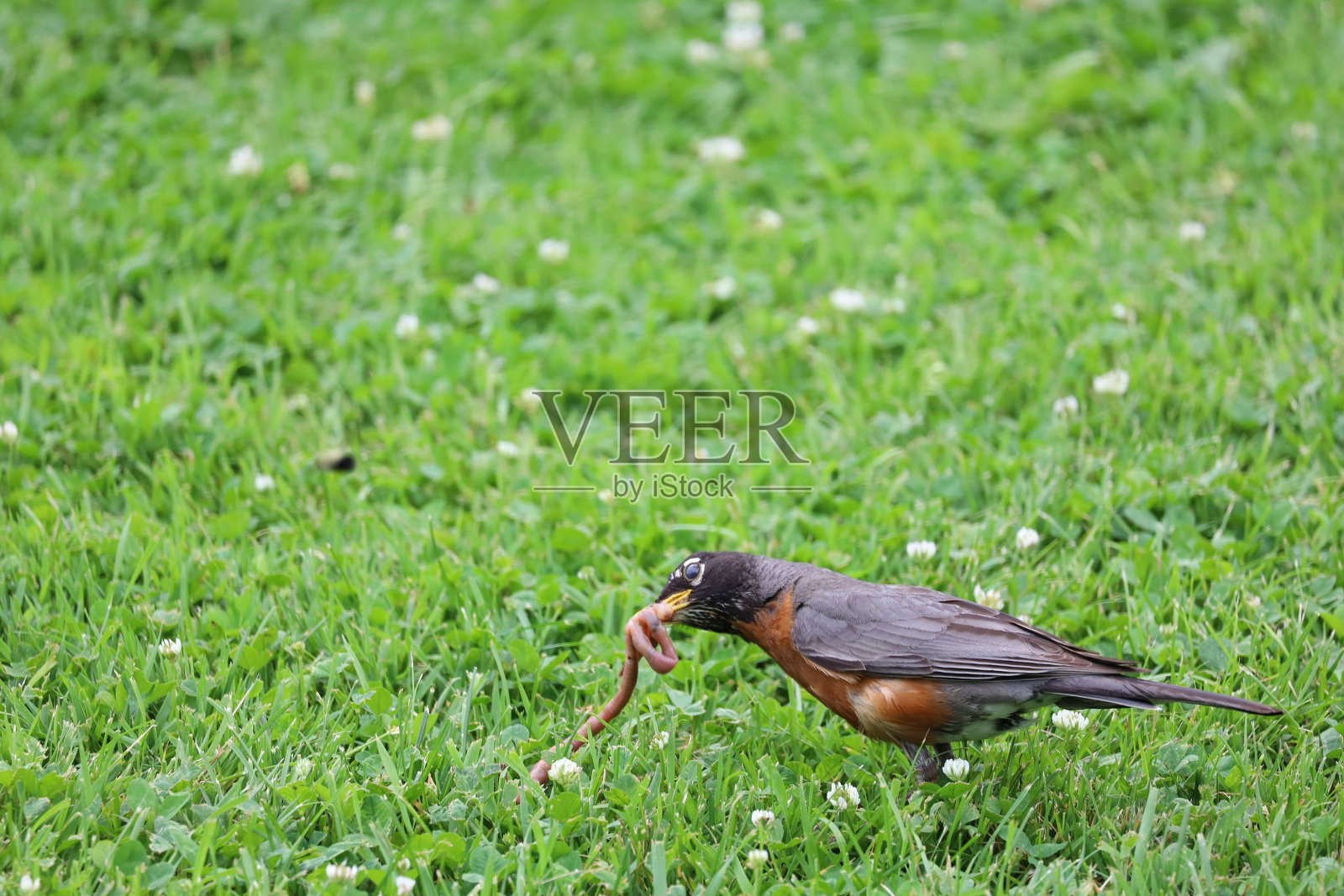 一只美国知更鸟从地上拽出一条虫子。照片摄影图片