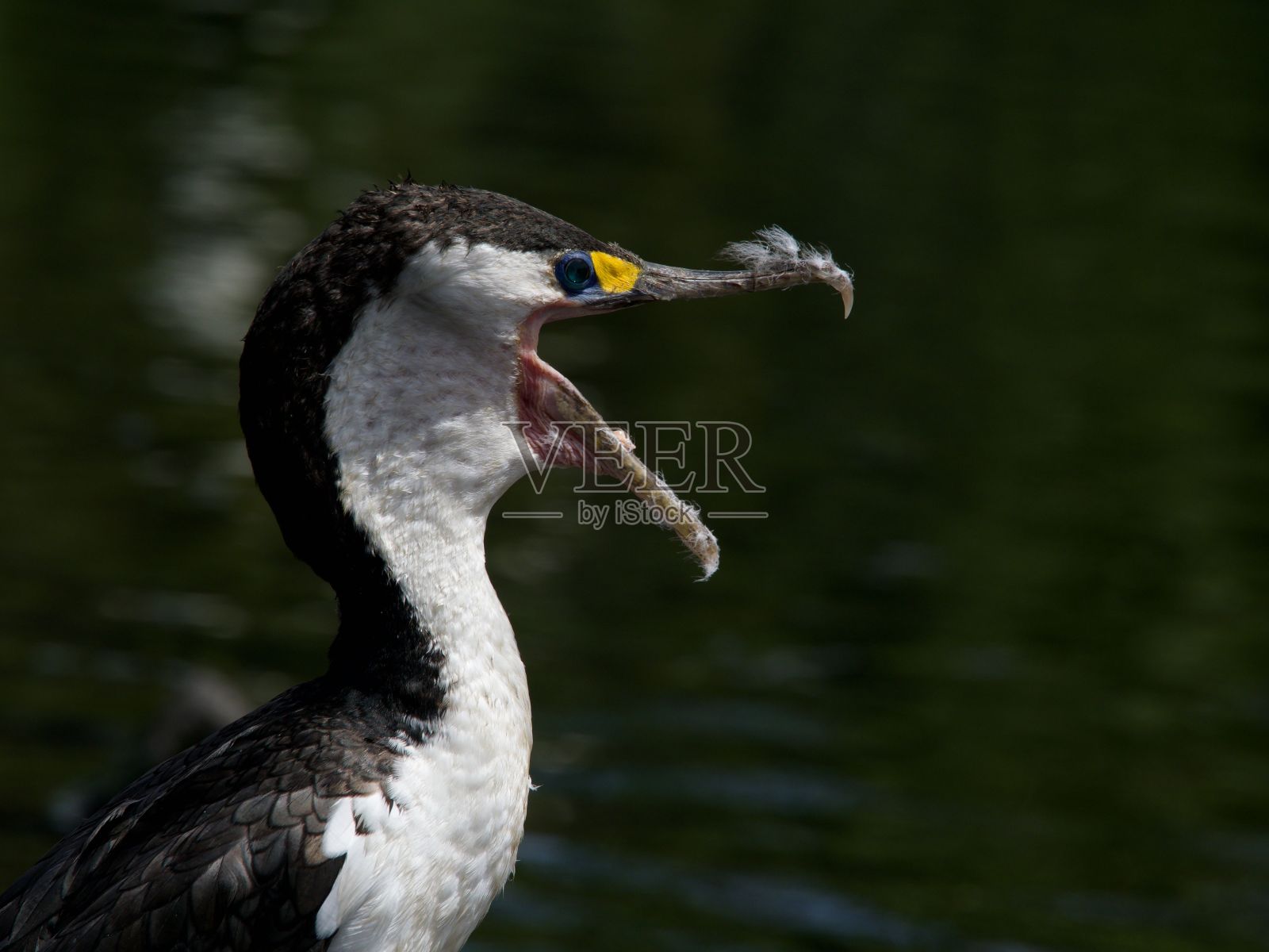 新西兰斑毛鸬鹚或鸬鹚(Phalacrocorax varius)在水边整理自己照片摄影图片
