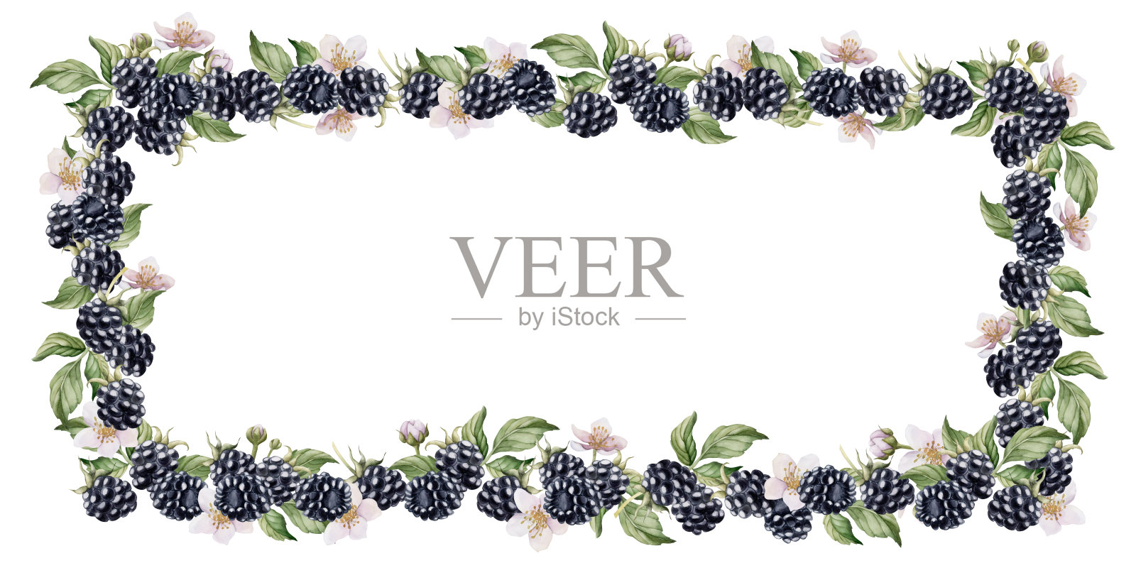 有花有叶的黑莓。水平框架，水彩隔离插图食品包装，标签，标志插画图片素材