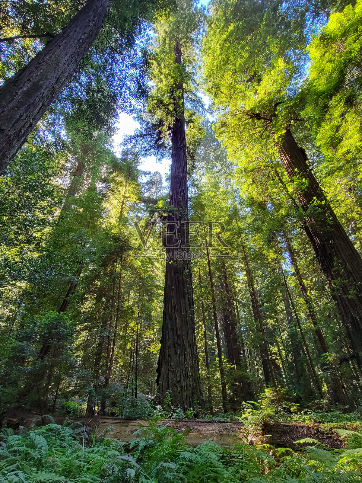 加州郁郁葱葱的绿色森林中高耸的红杉树的壮丽景色。照片摄影图片