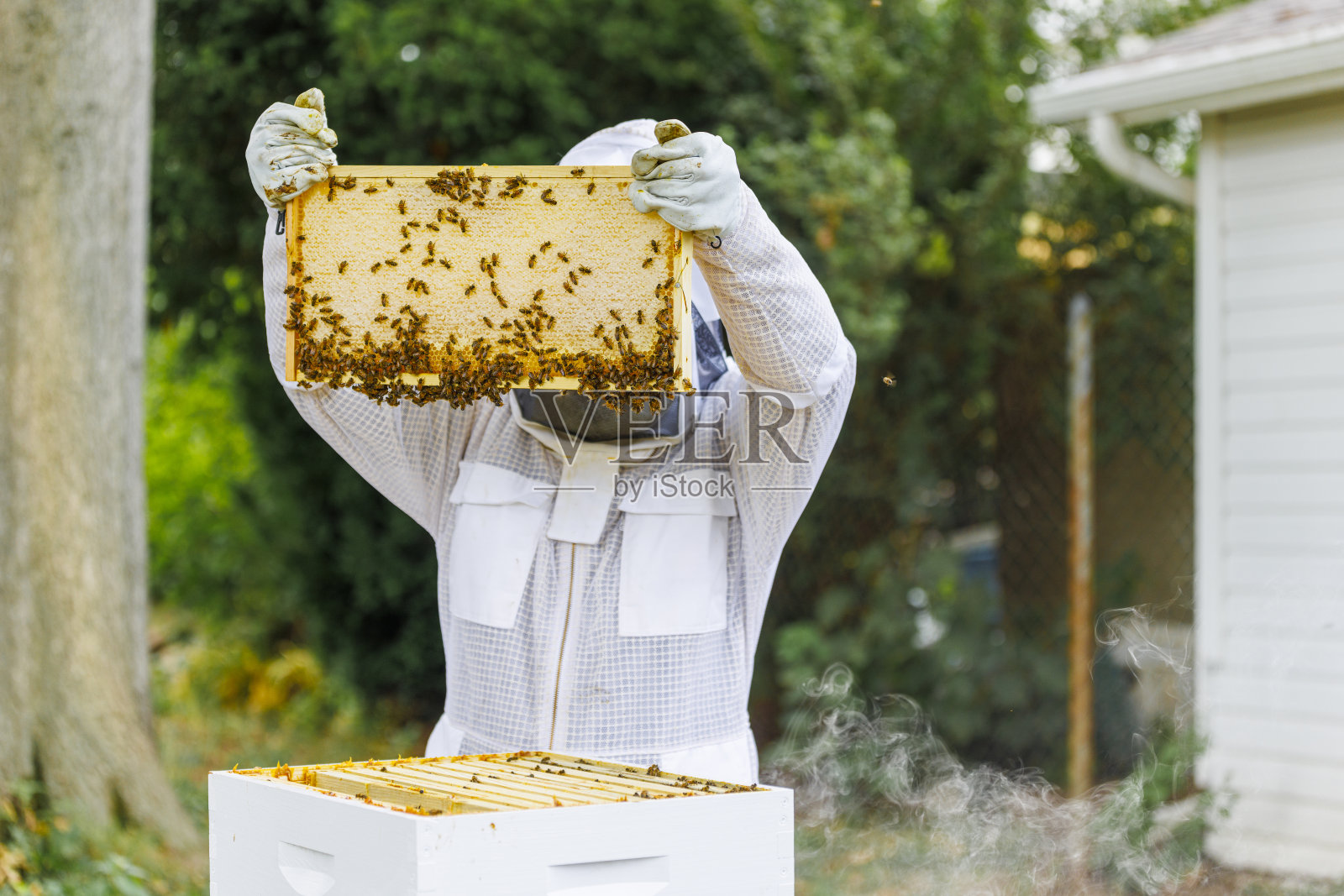 蜂群检查。戴着全套防护装备的养蜂人，拔出蜂箱架照片摄影图片