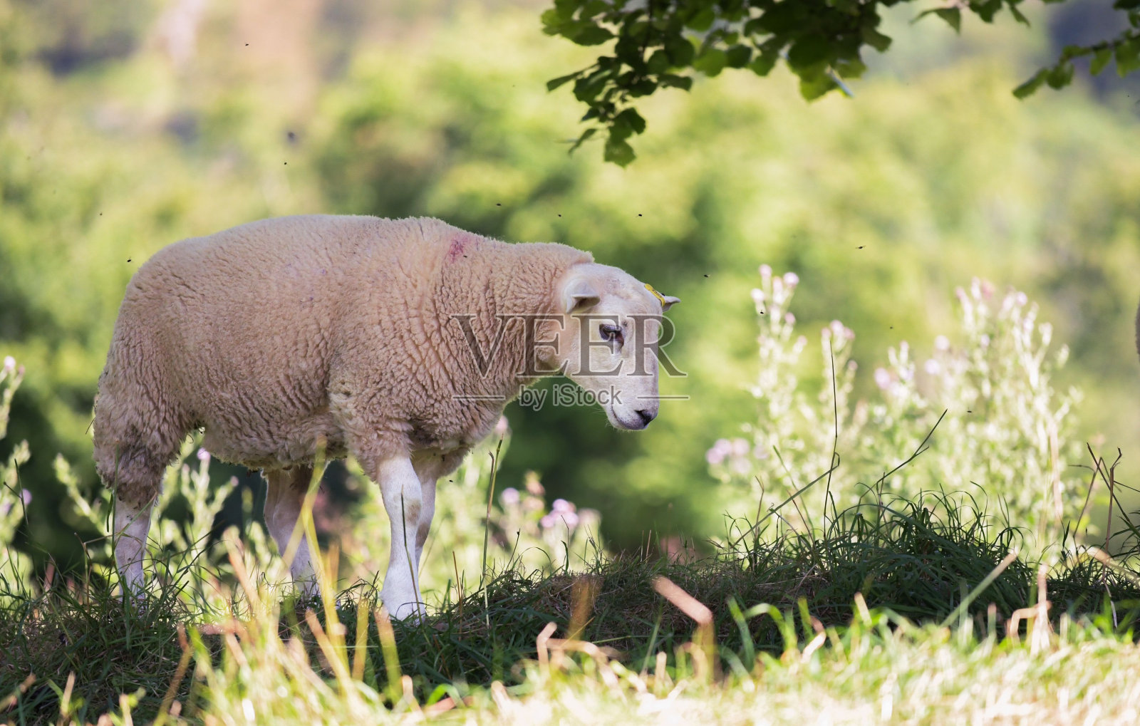 绵羊和羊羔在繁茂的绿色田野在夏天的时候在布雷肯灯塔，景观，水平照片摄影图片
