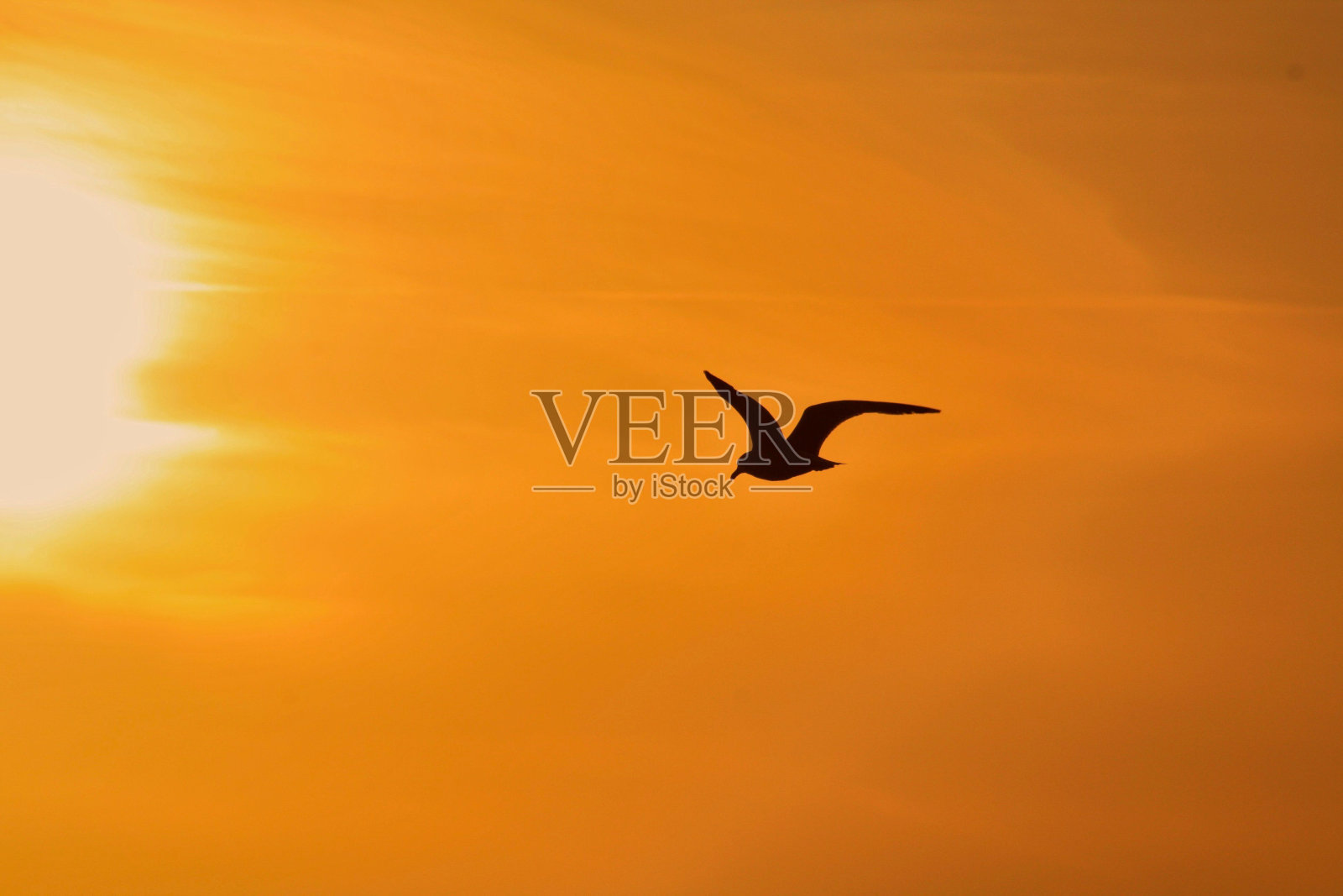 海鸥的剪影在夕阳的橙色天空中飞翔照片摄影图片