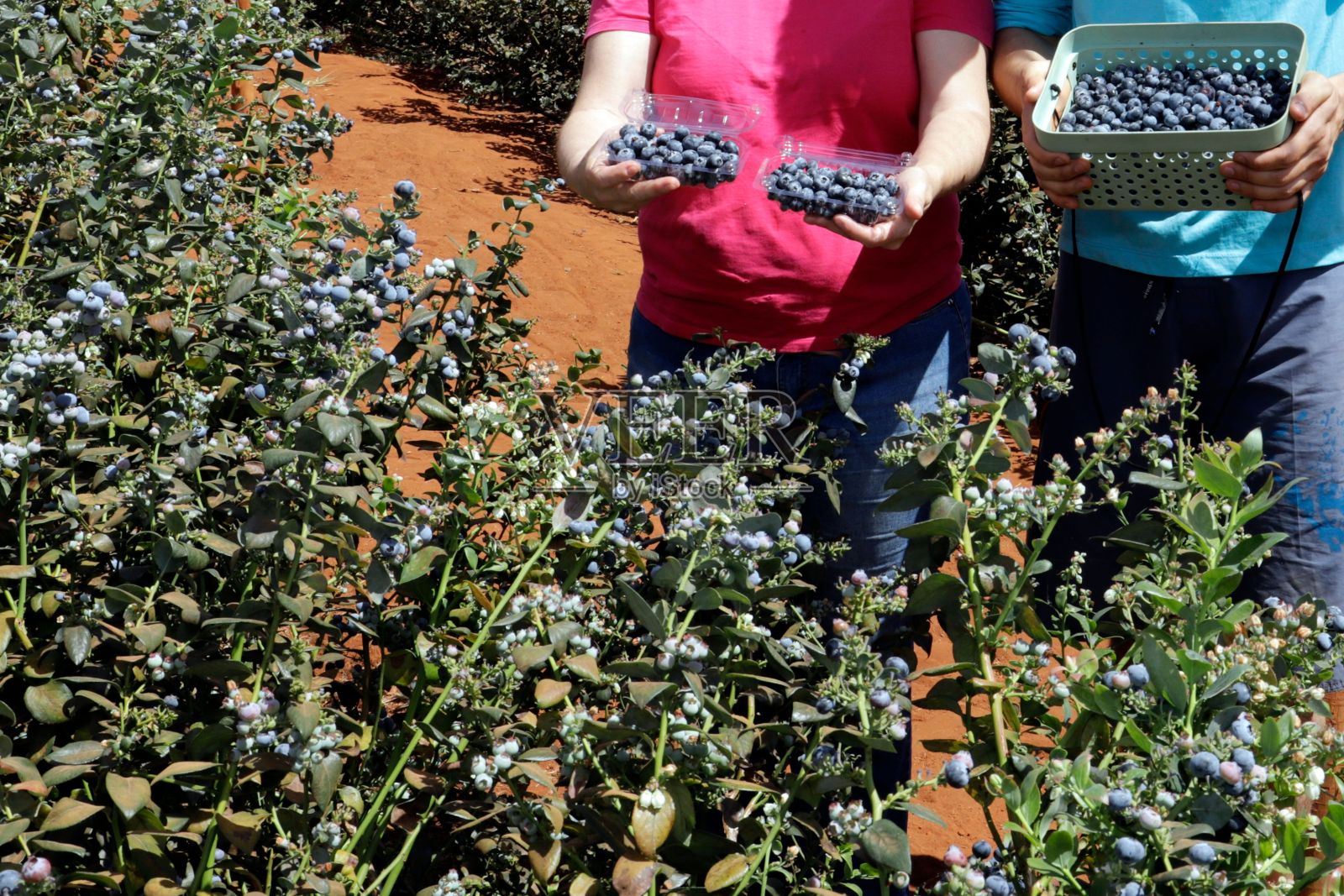 在巴西的戈亚斯高原，两个人拿着刚摘下来的蓝莓照片摄影图片
