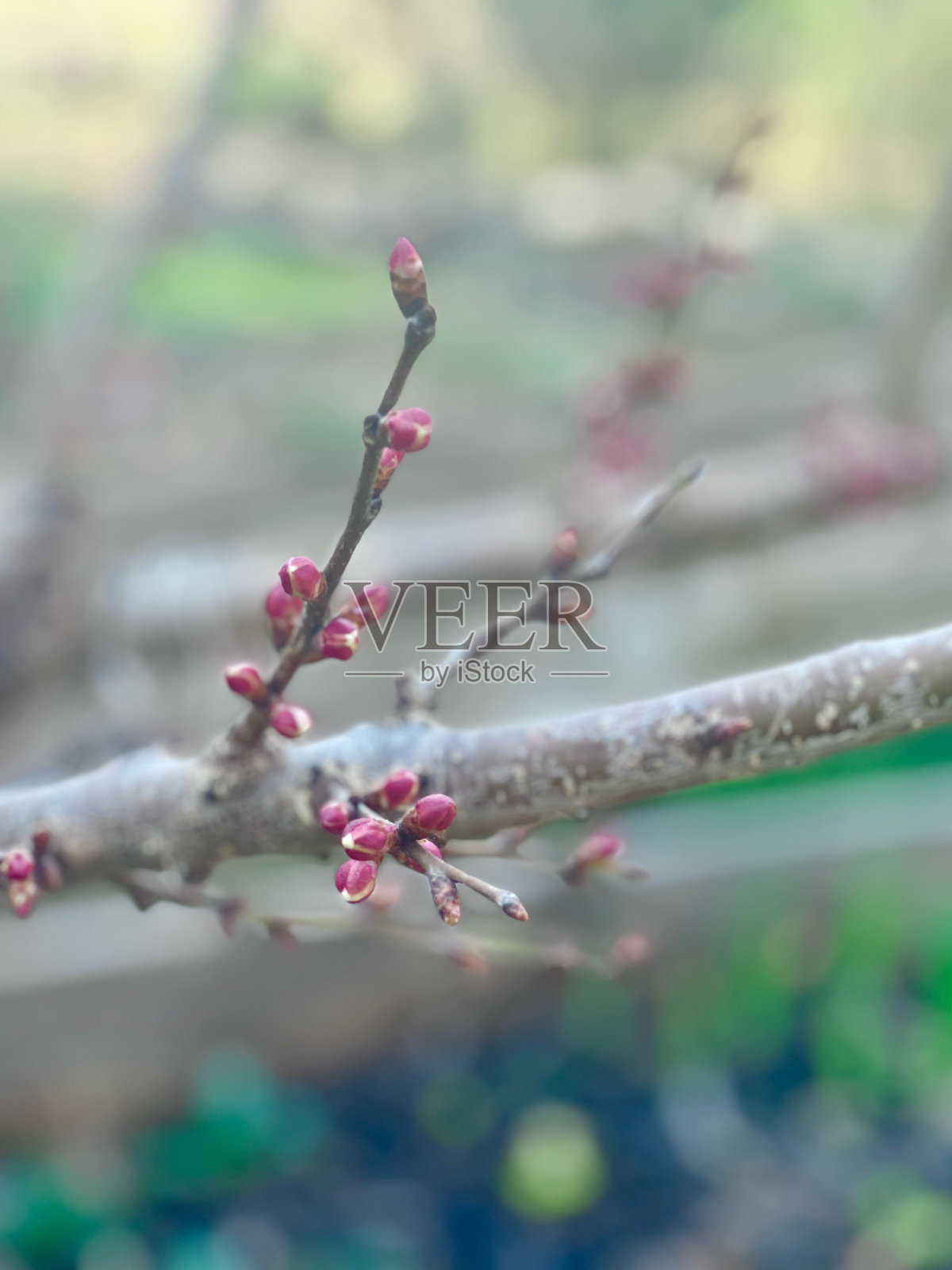 亚美尼亚Prunus是一种在自然界开花的杏树照片摄影图片