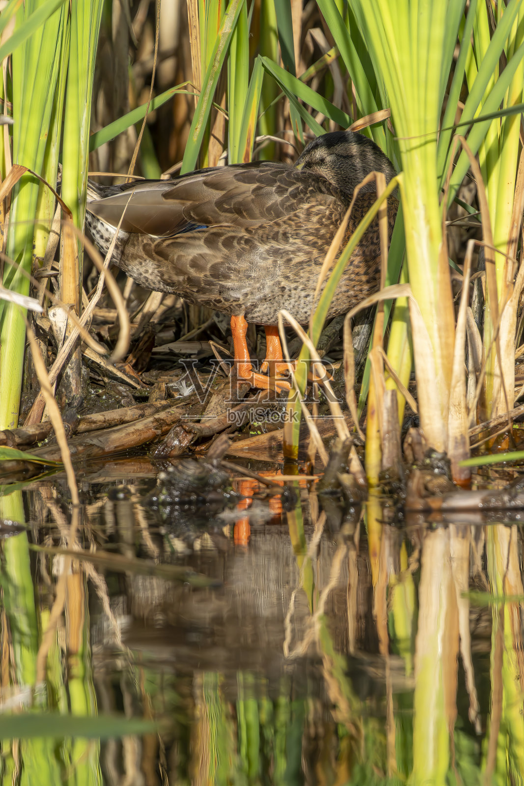 戈斯福斯公园自然保护区的绿头鸭照片摄影图片