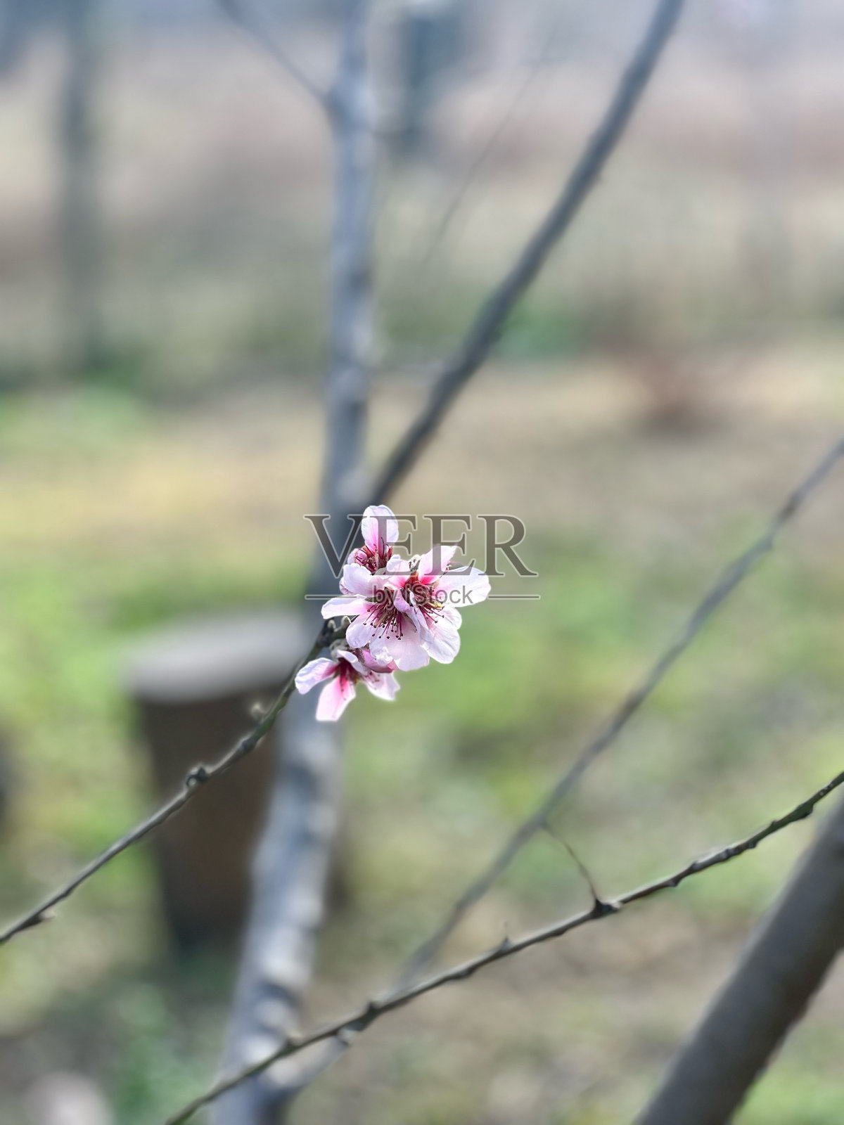 梅花:优雅的杏树花照片摄影图片