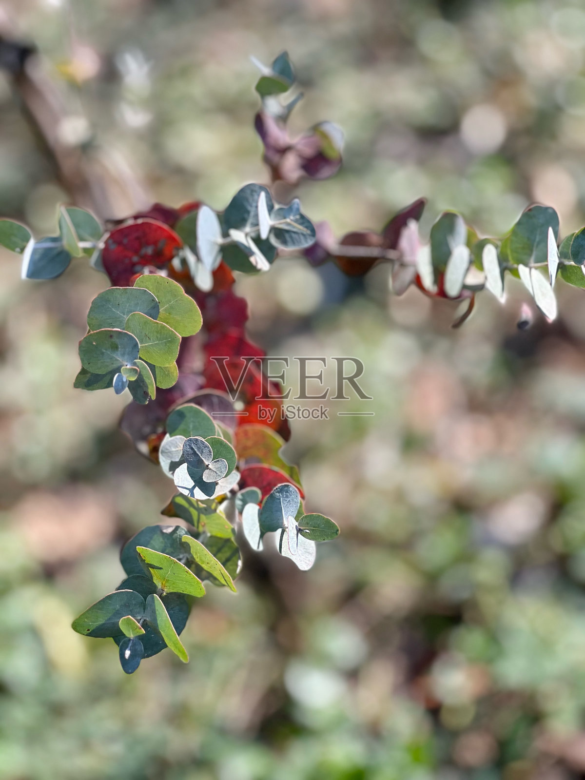 药用桉树:天然的治愈力量照片摄影图片