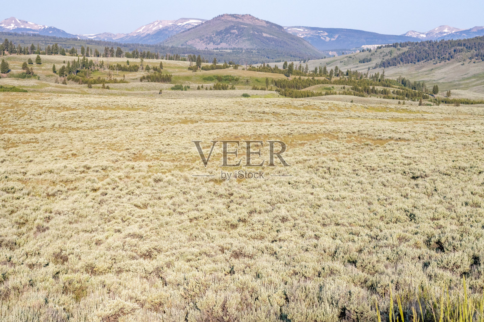 怀俄明州黄石国家公园的草地照片摄影图片