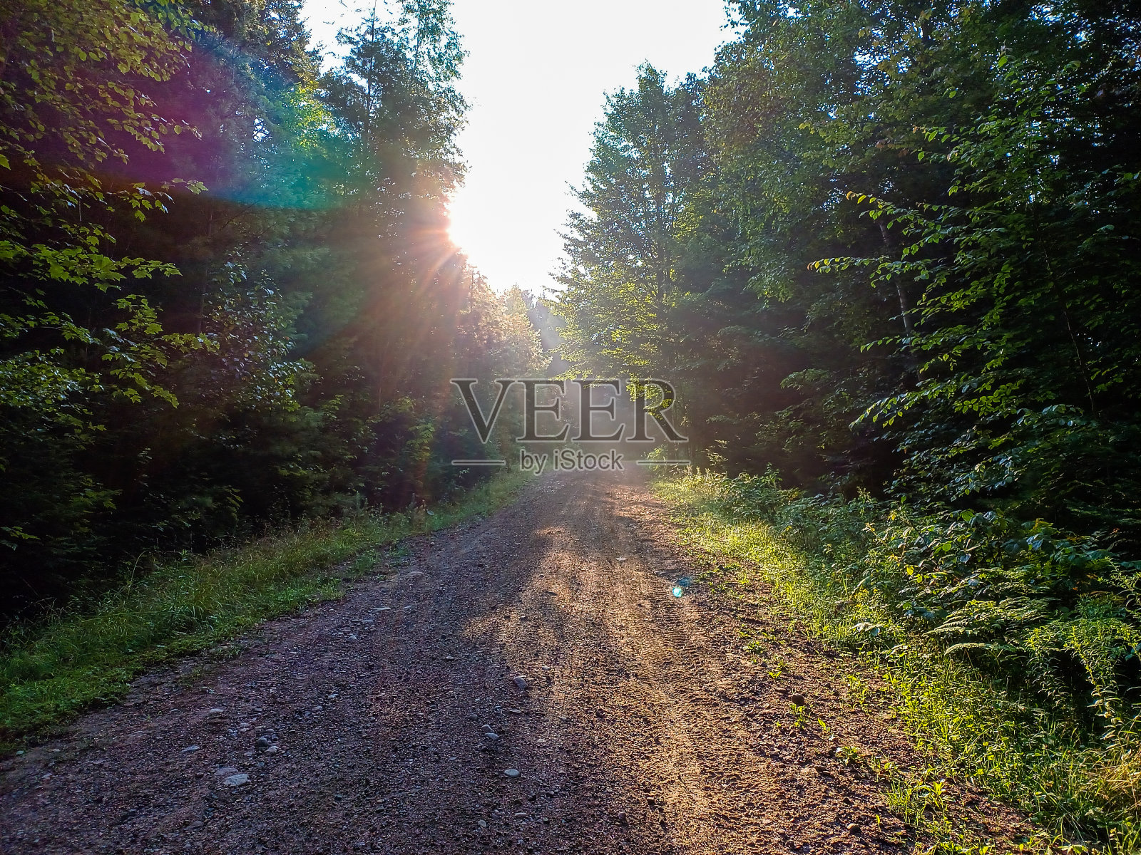 树木之间的土路，光线穿过树木照片摄影图片