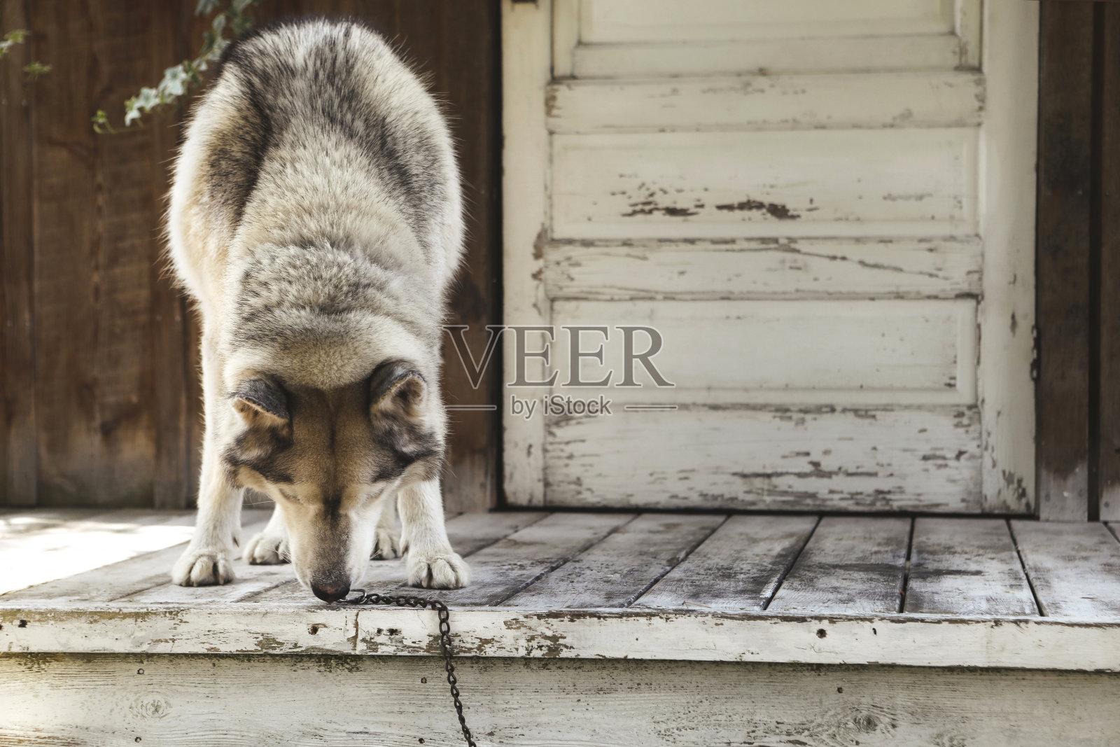 一只哈士奇在门廊下嗅着什么照片摄影图片