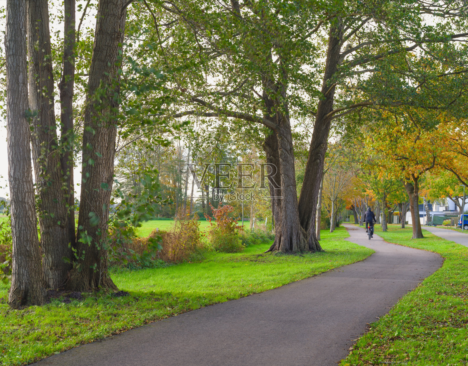 秋天绿树成荫的小径照片摄影图片