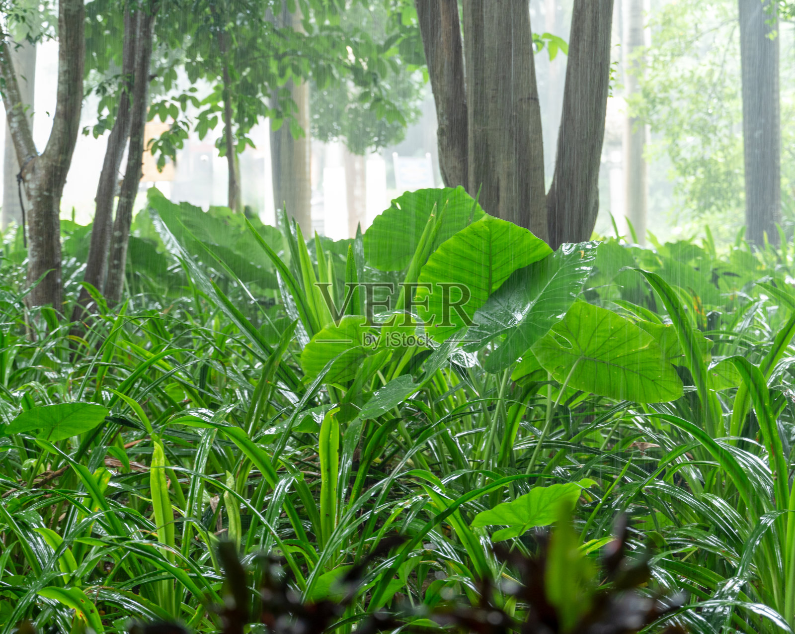 亚热带植物在雨中的特写照片摄影图片