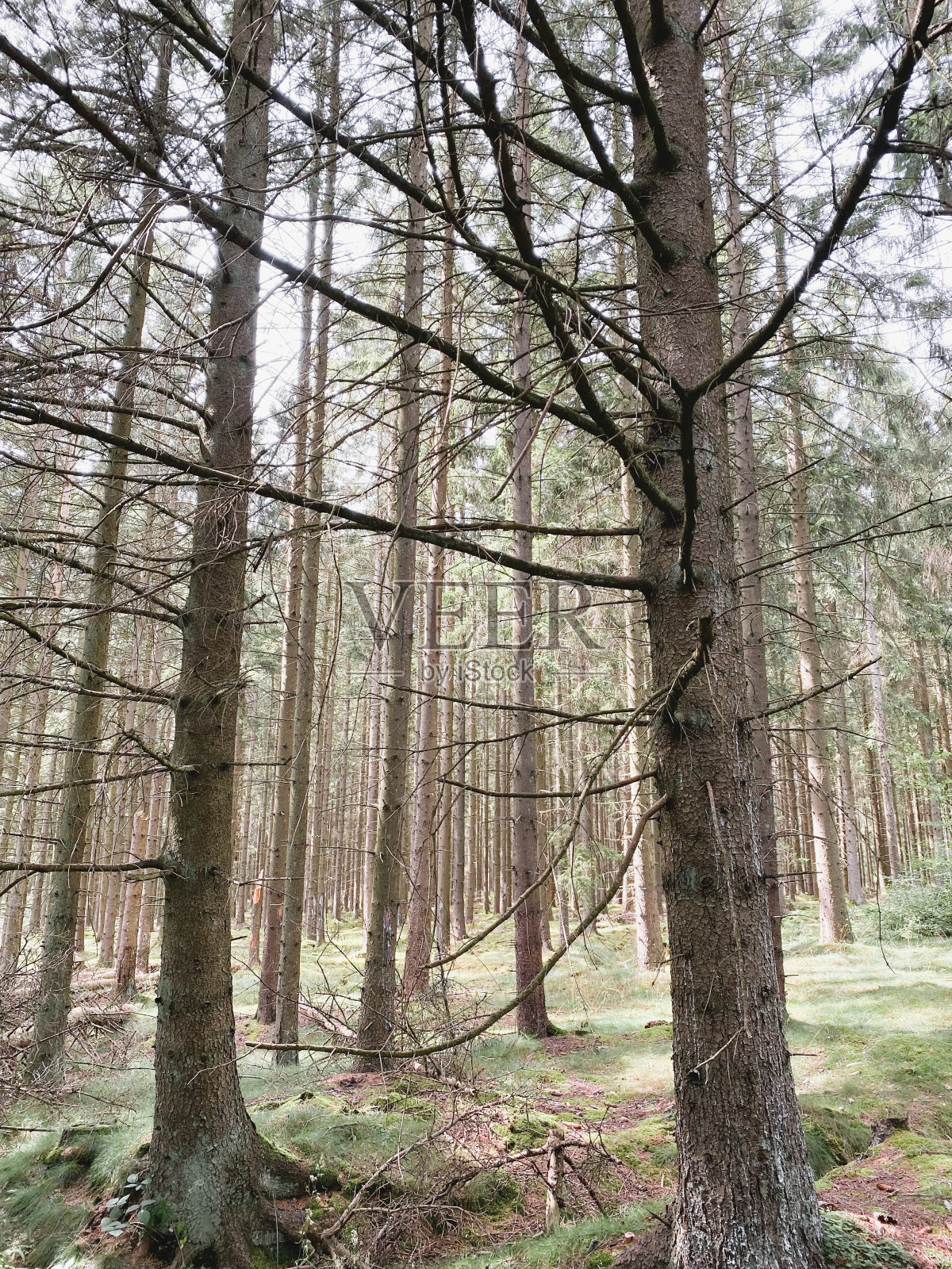 一个有着高大树木的宁静的斯堪的纳维亚森林照片摄影图片