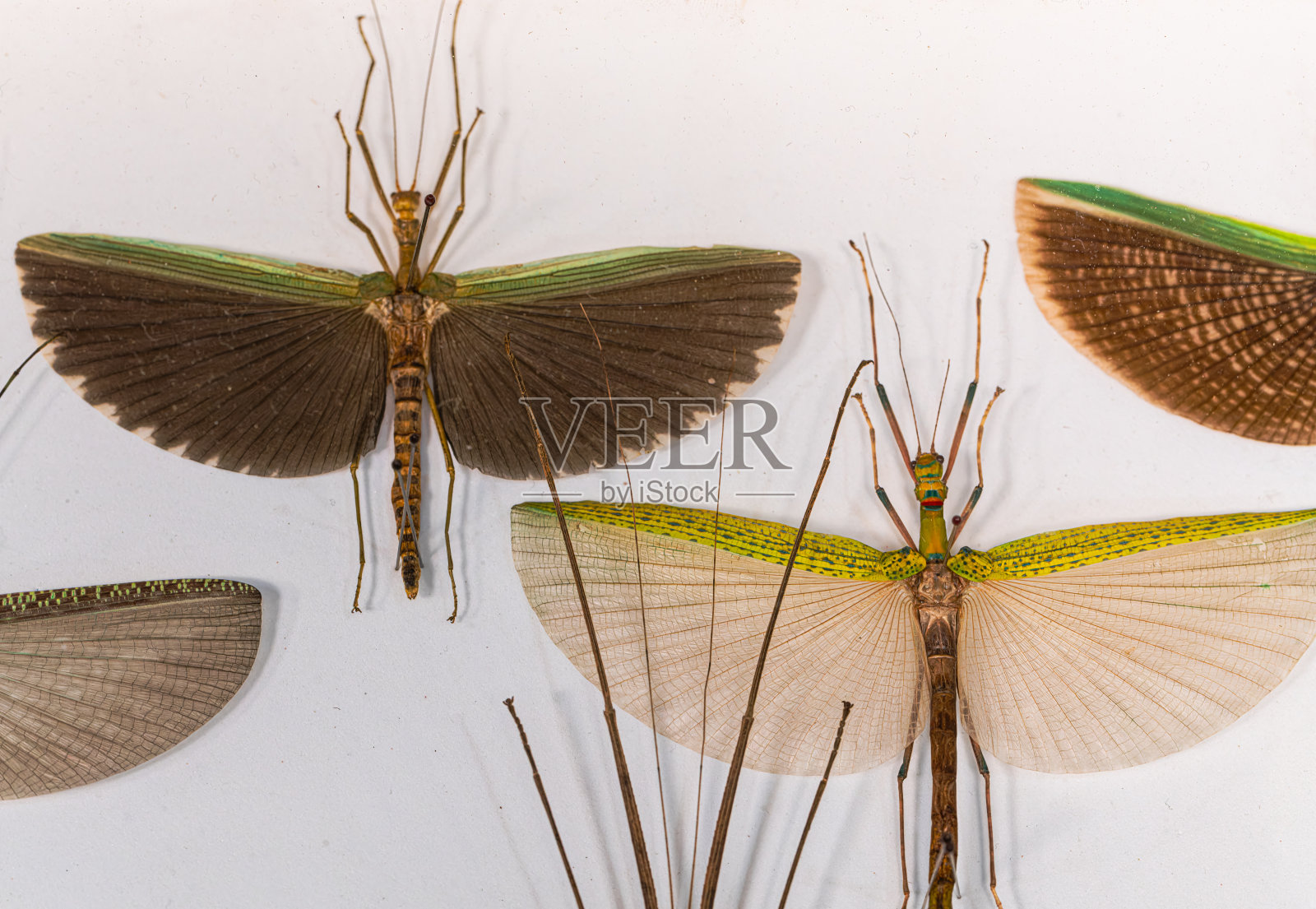 收集不同种类的飞虫标本照片摄影图片