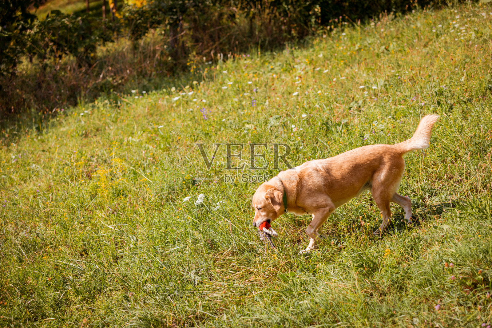 家狗在大自然的草地上散步。照片摄影图片