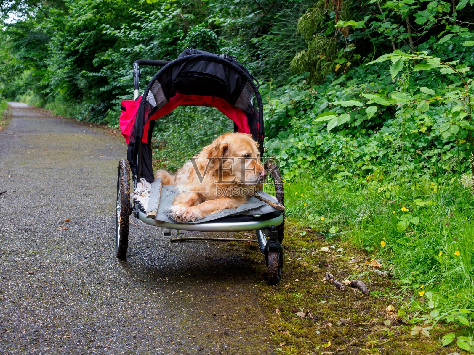 一只金毛猎犬躺在宠物推车里，躺在被绿色植物环绕的森林小路上照片摄影图片
