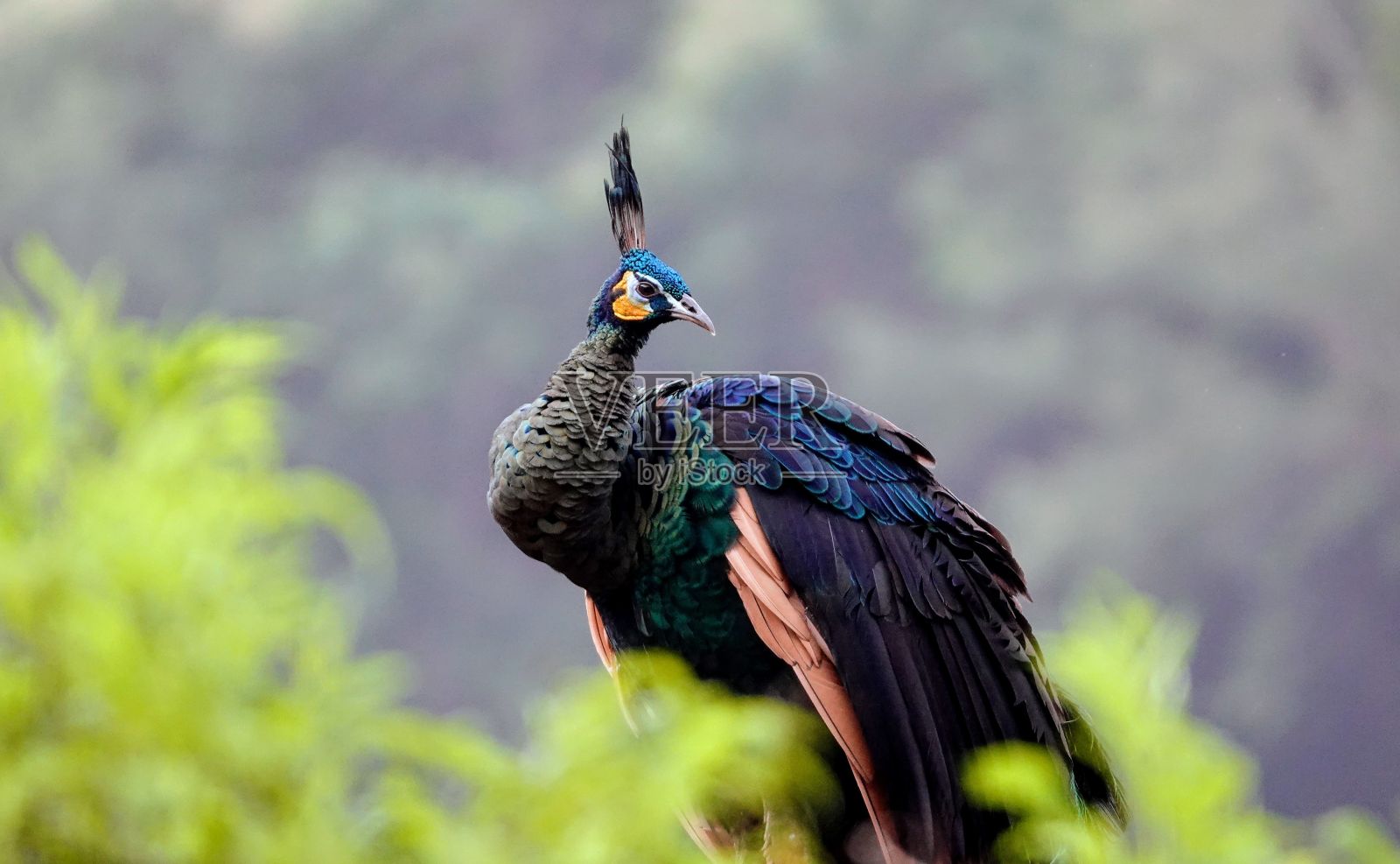 在郁郁葱葱的绿色森林背景中，一只孔雀的特写镜头照片摄影图片