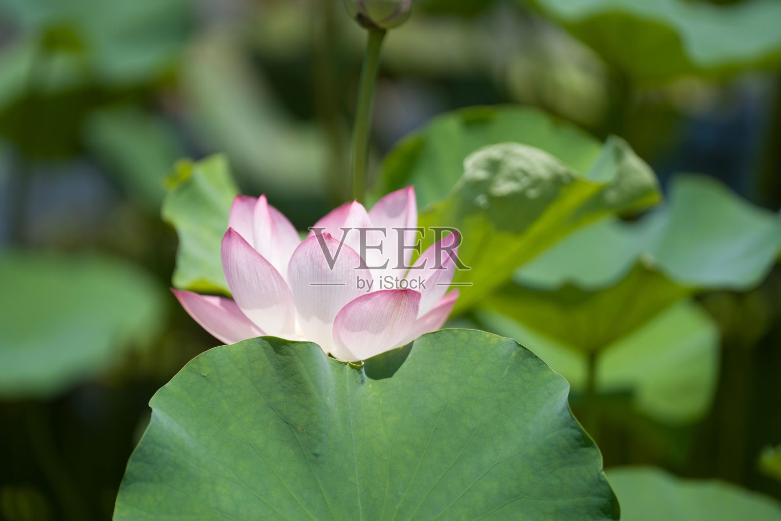 这是一朵盛开的美丽的粉红色莲花，周围是郁郁葱葱的绿叶。照片摄影图片