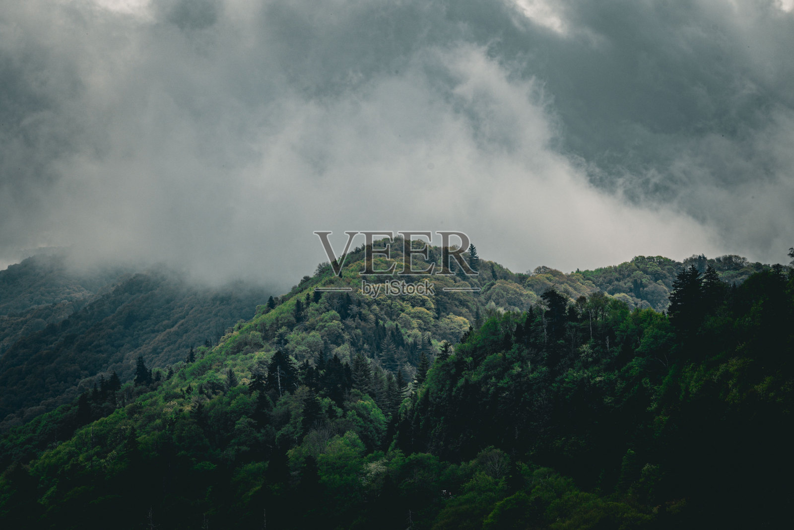 在大雾山国家公园里，郁郁葱葱的青山被雾和云覆盖着。照片摄影图片