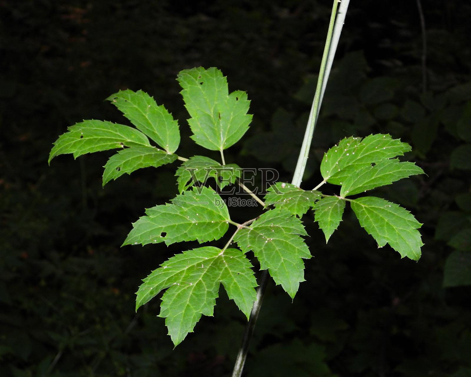 总状毛茛，黑升麻，黑天麻，黑蛇根，响尾草，或仙烛，原产于北美林地野花照片摄影图片