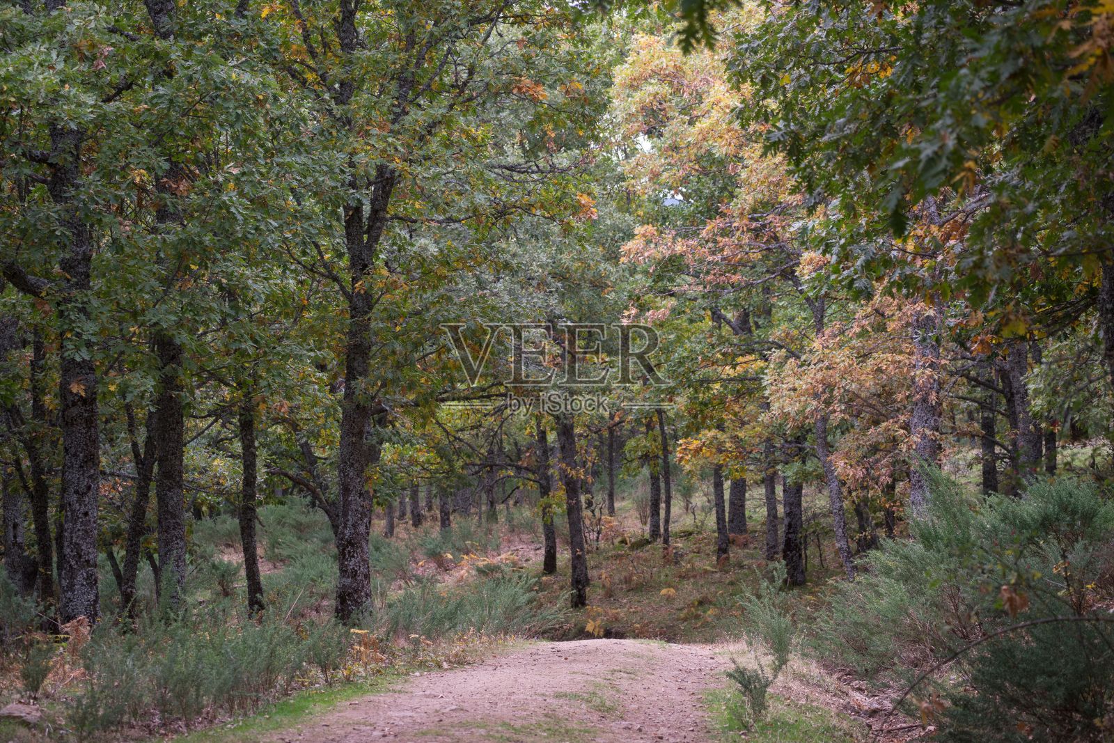 一条宁静的森林小径，周围是郁郁葱葱的绿树和秋叶照片摄影图片