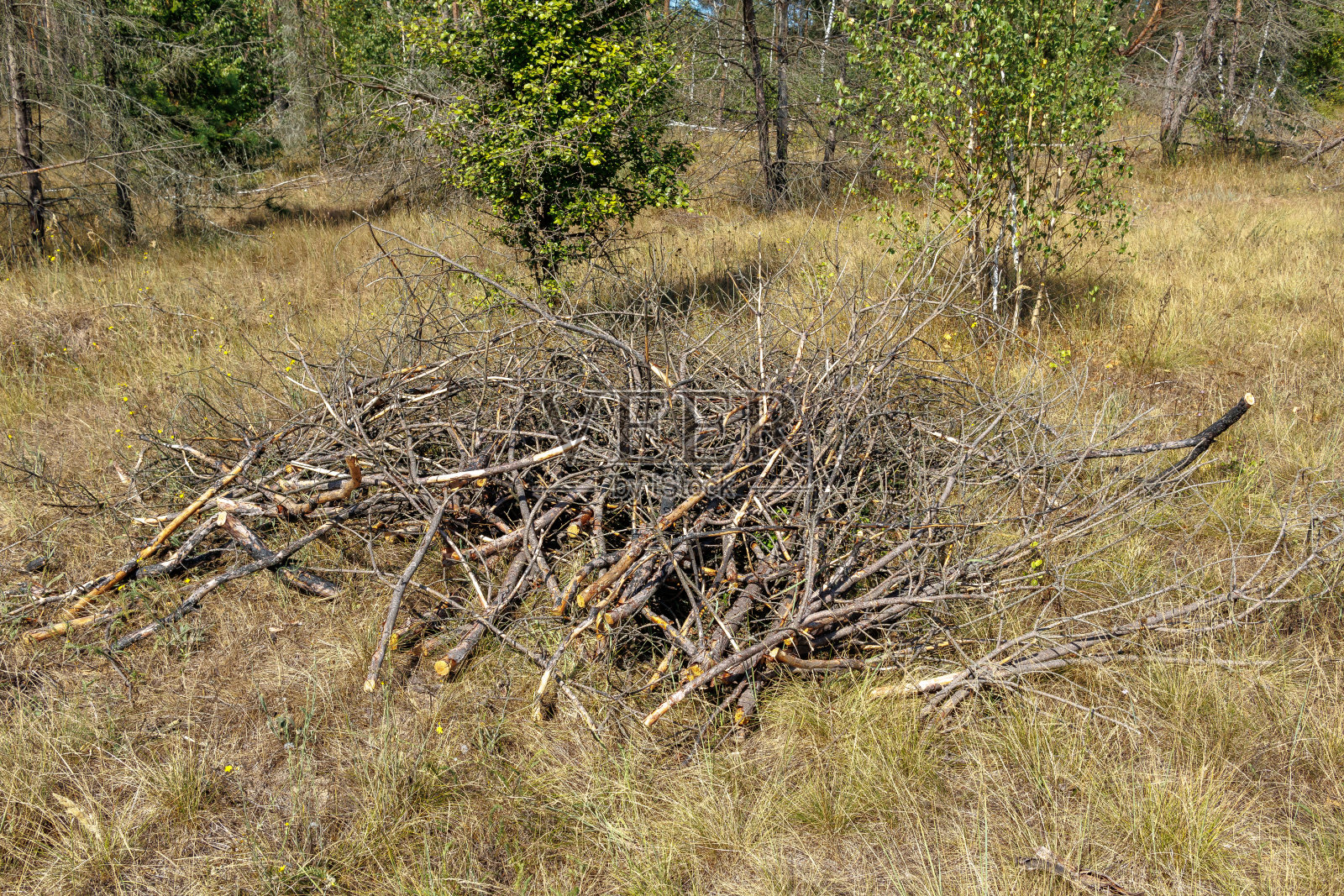 一堆灌木和树枝躺在地上。改善领土的概念，修剪树枝，砍伐树木和灌木。照片摄影图片