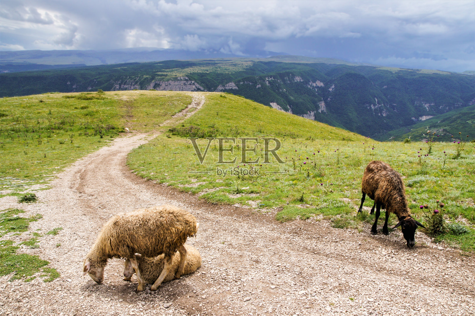 羊走在土路上。照片摄影图片