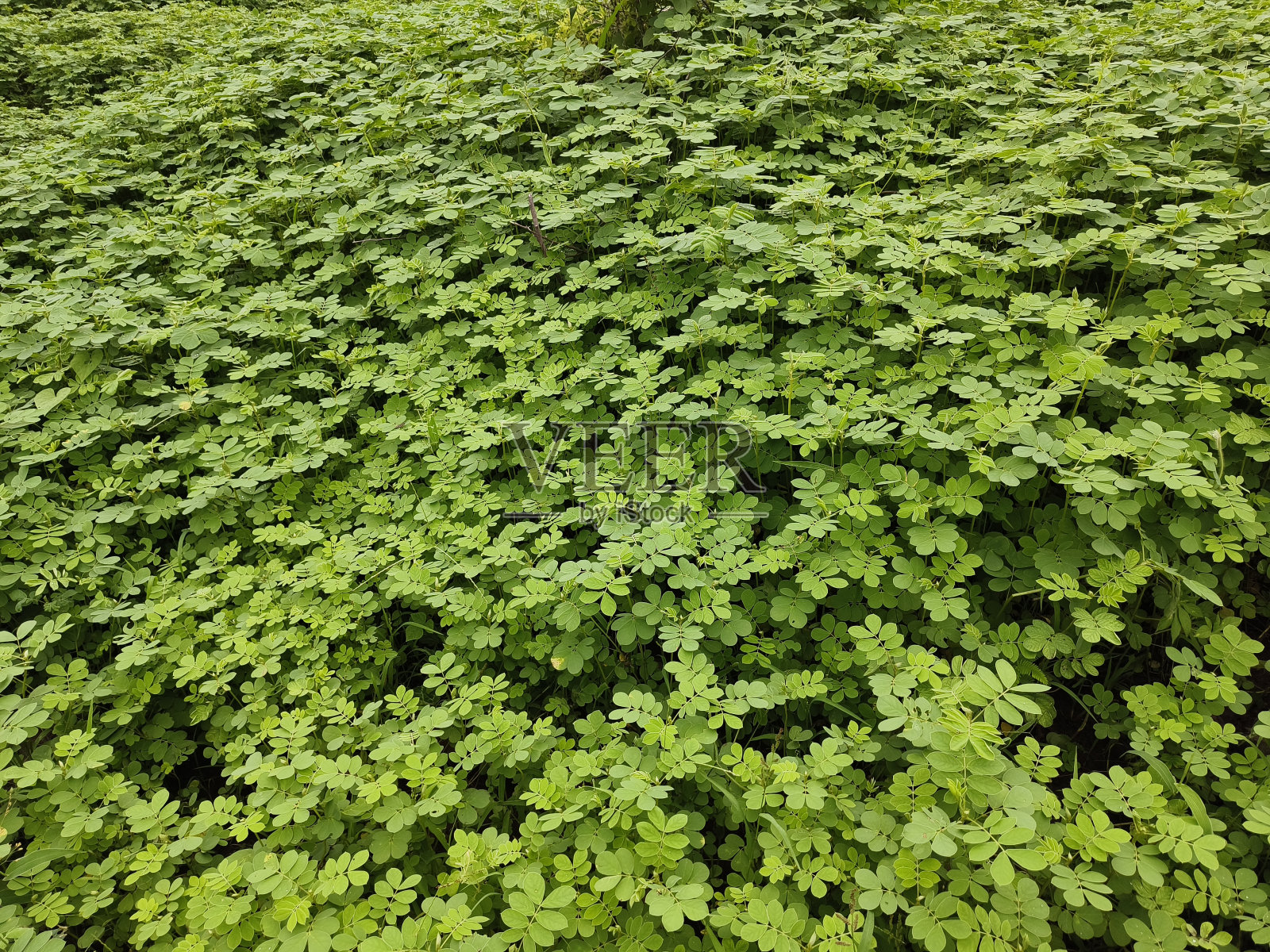 决明子植物照片摄影图片