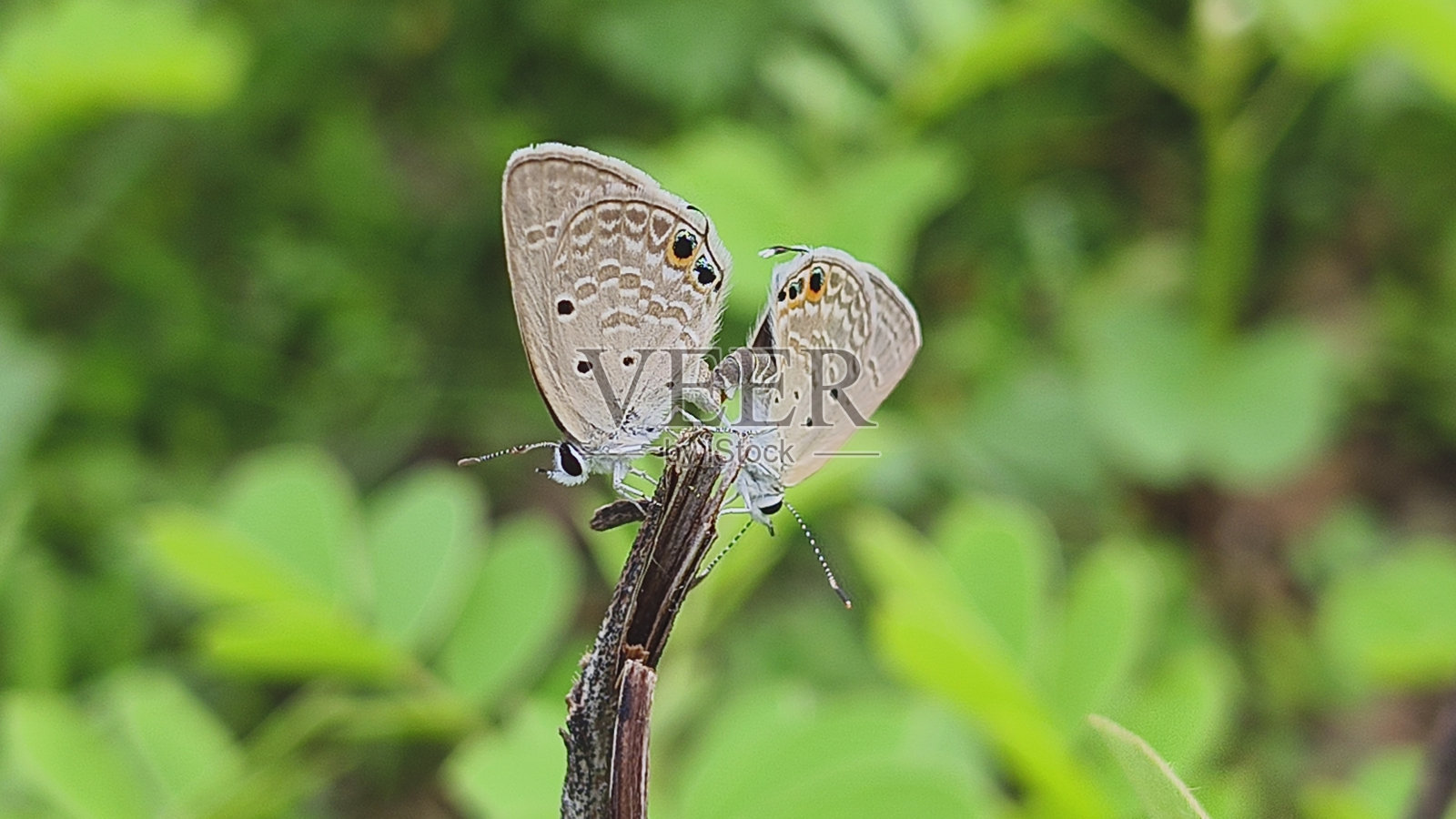 蝴蝶配对照片摄影图片