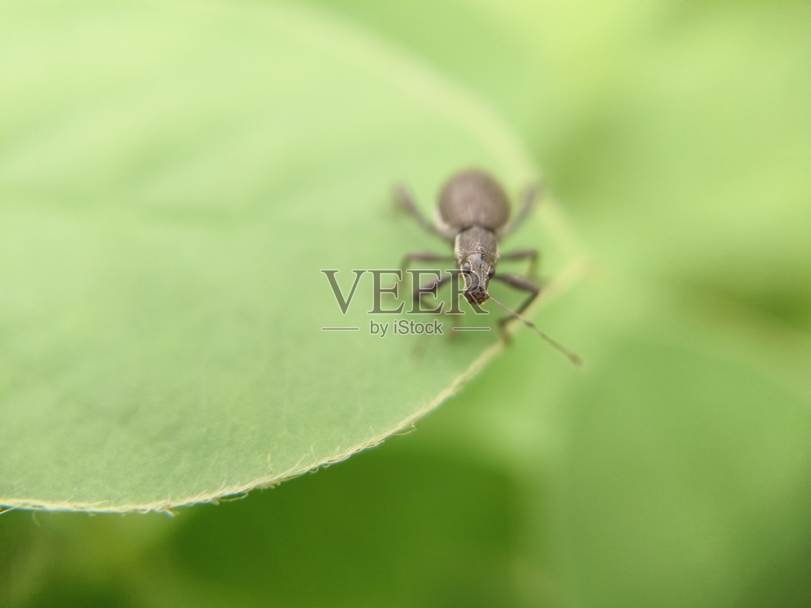 与昆虫照片摄影图片