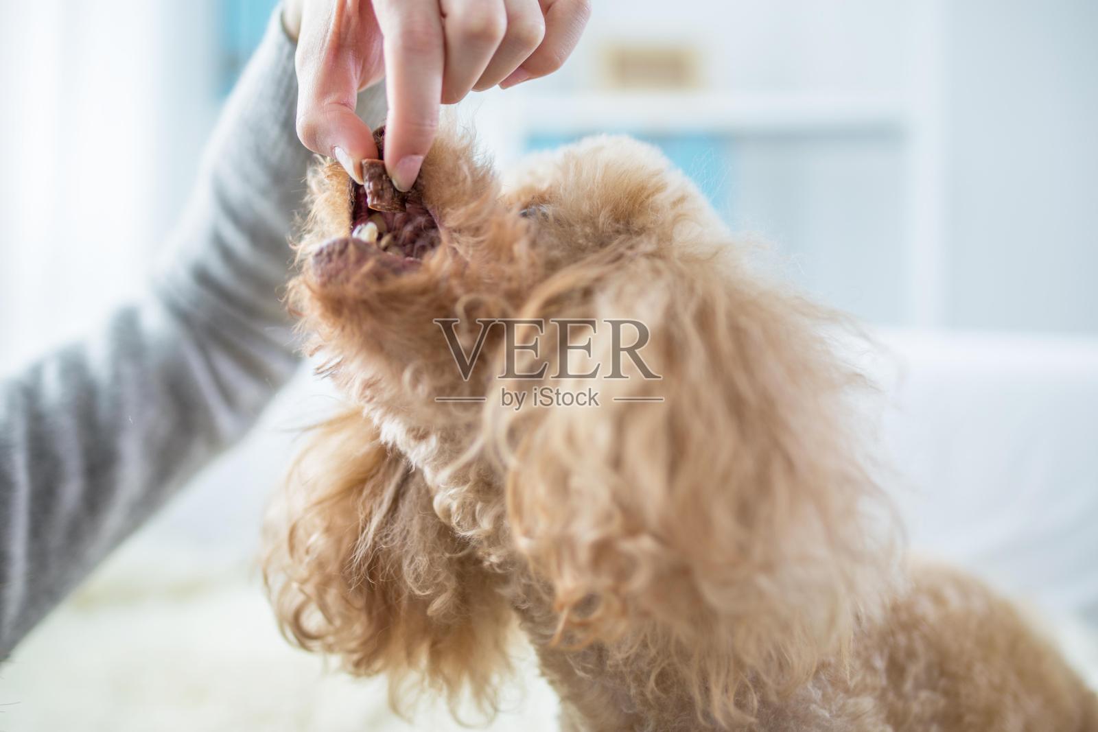 一个人正在给一只棕色的玩具贵宾狗喂食照片摄影图片