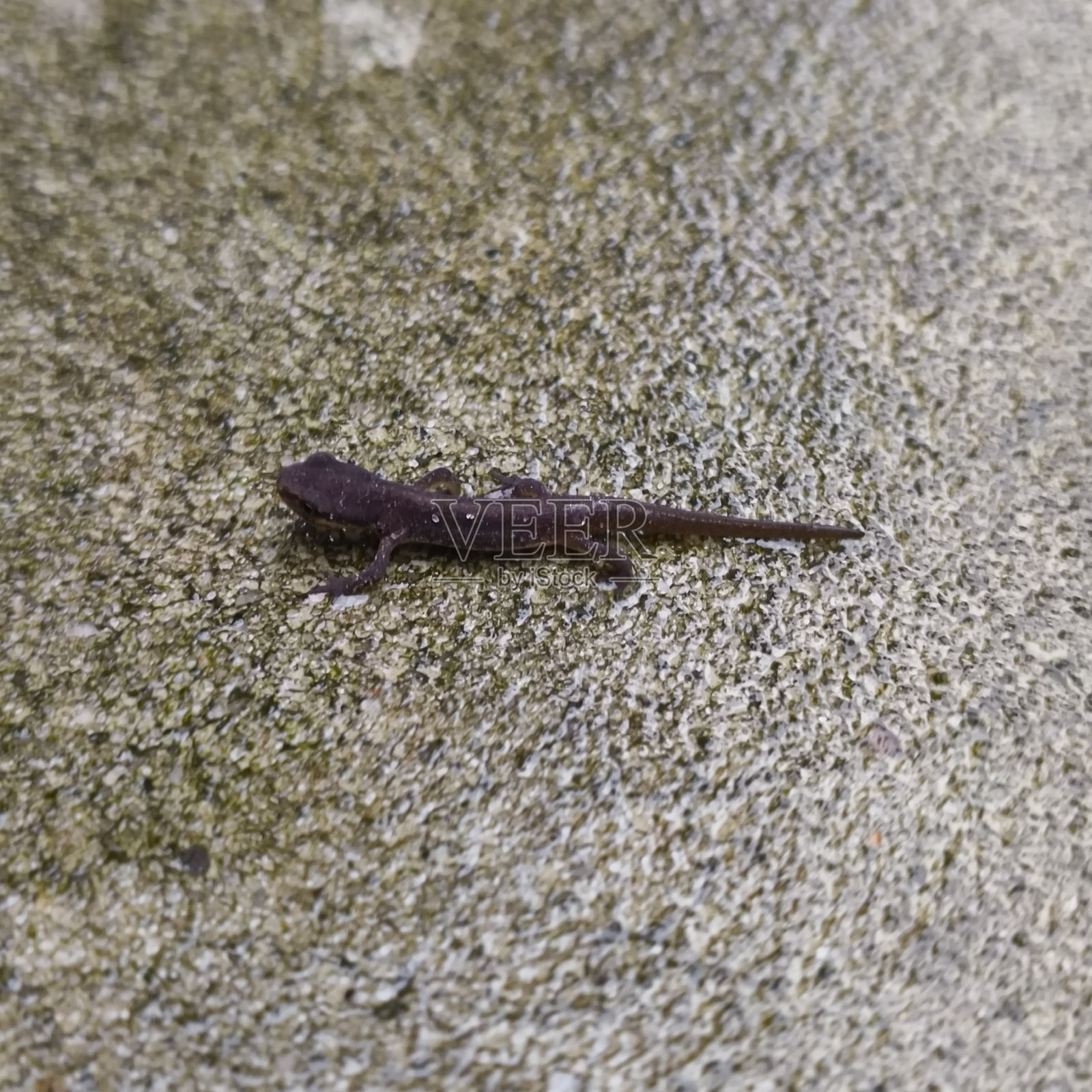 小棕色蝾螈照片摄影图片