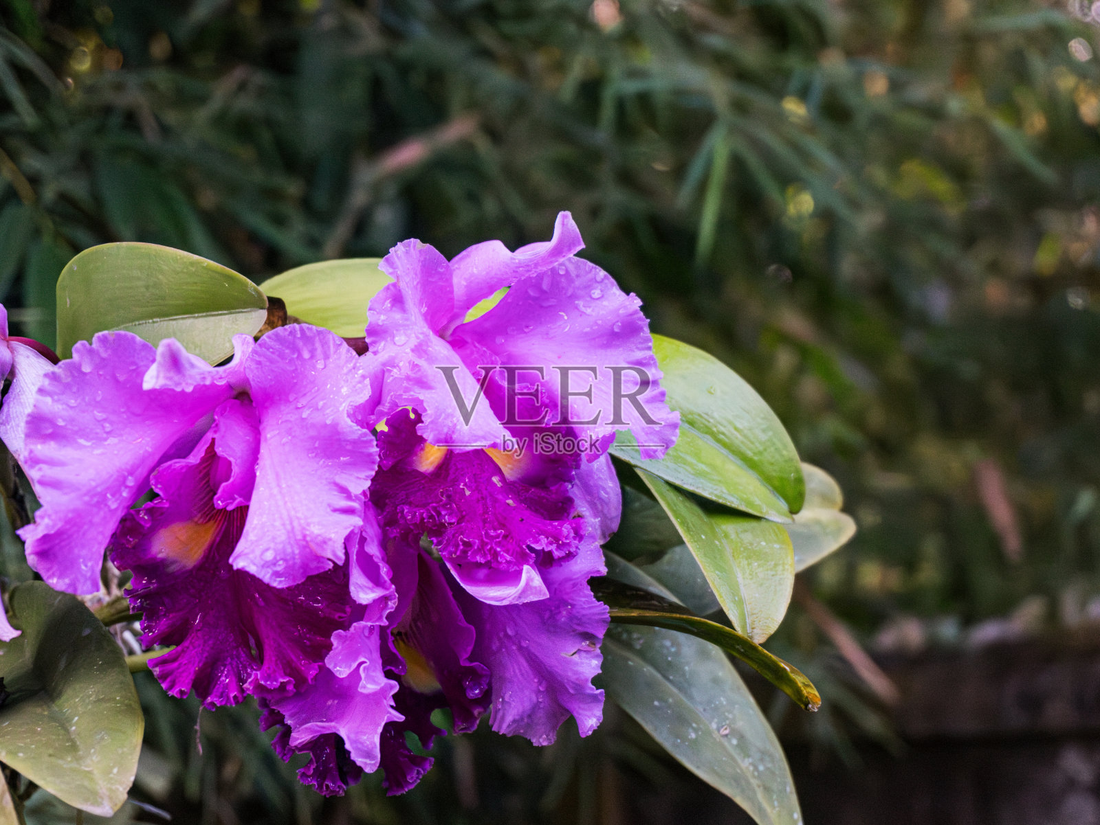 枯萎的紫兰花和自然背景上的水珠。照片摄影图片