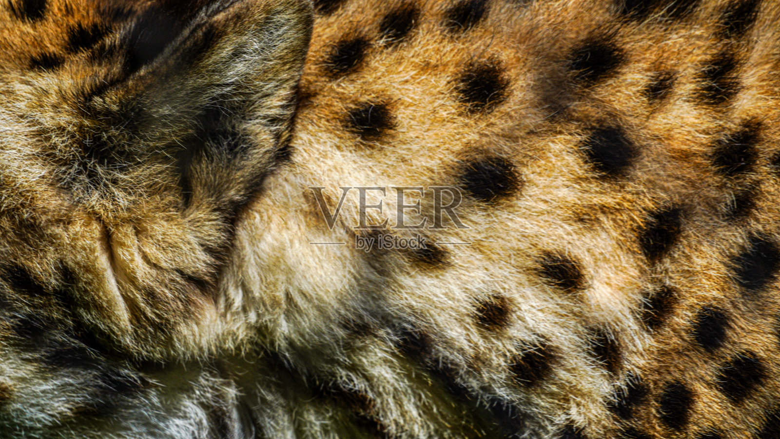 猎豹毛皮，斑点狩猎风格的背景照片摄影图片